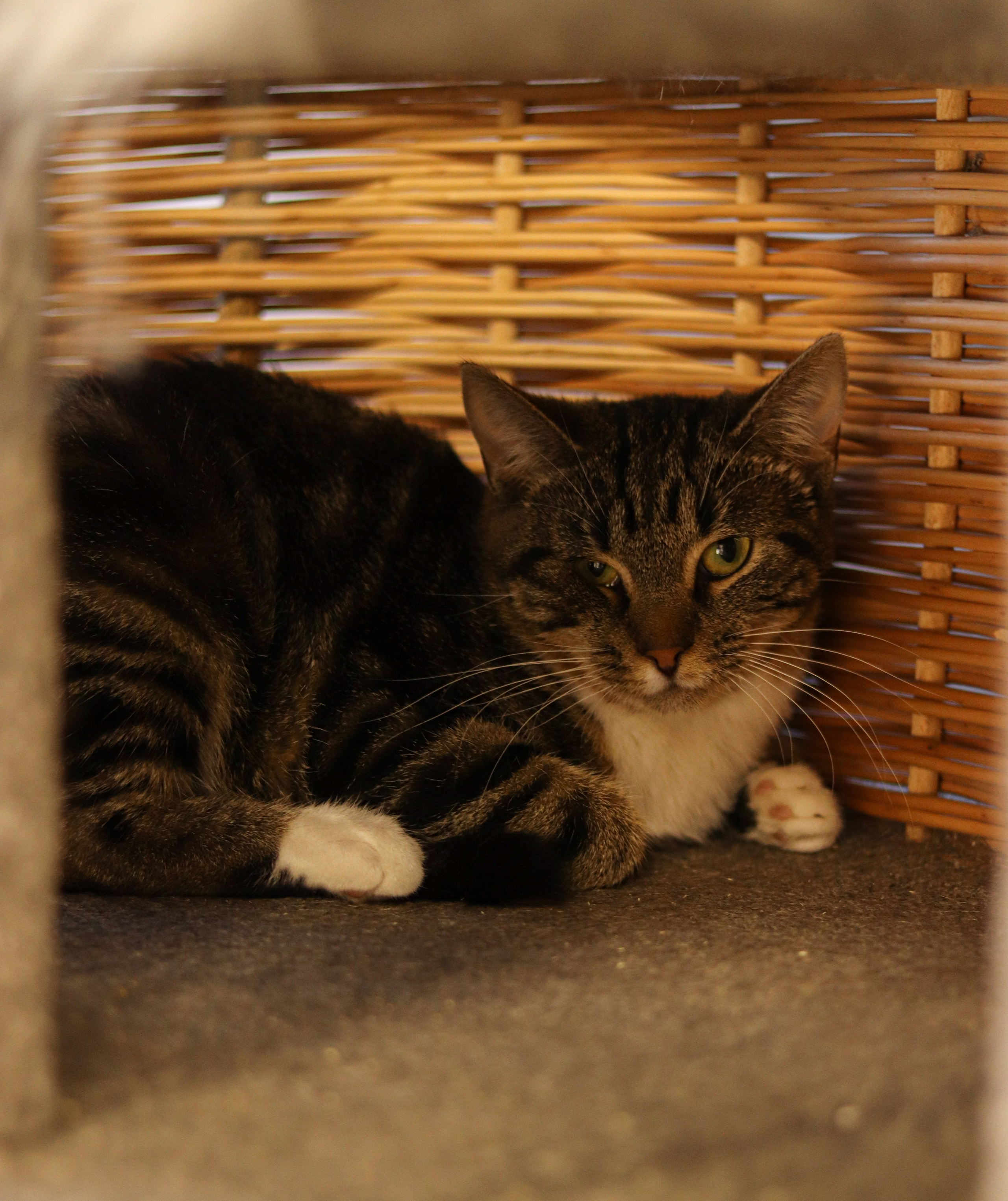 Петербургский дом кота (27 июня 2024). Ивентный фотограф в Санкт-Петербурге Олег Комков