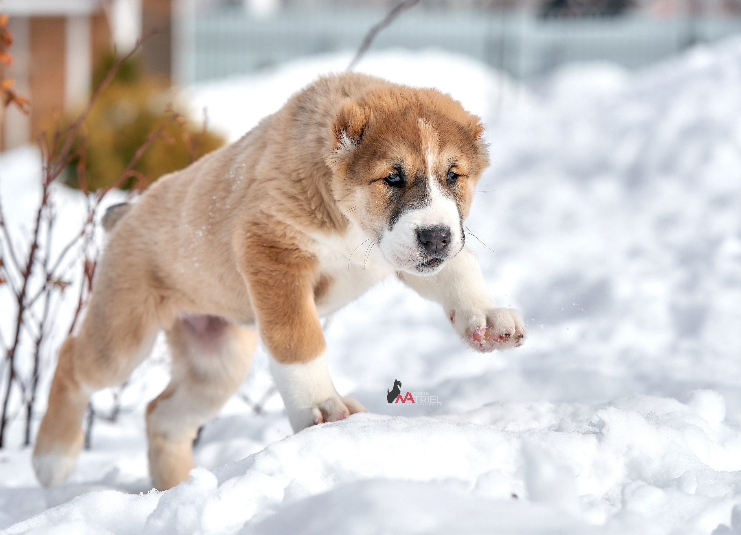 Щенки на прогулке — галерея NATRIEL