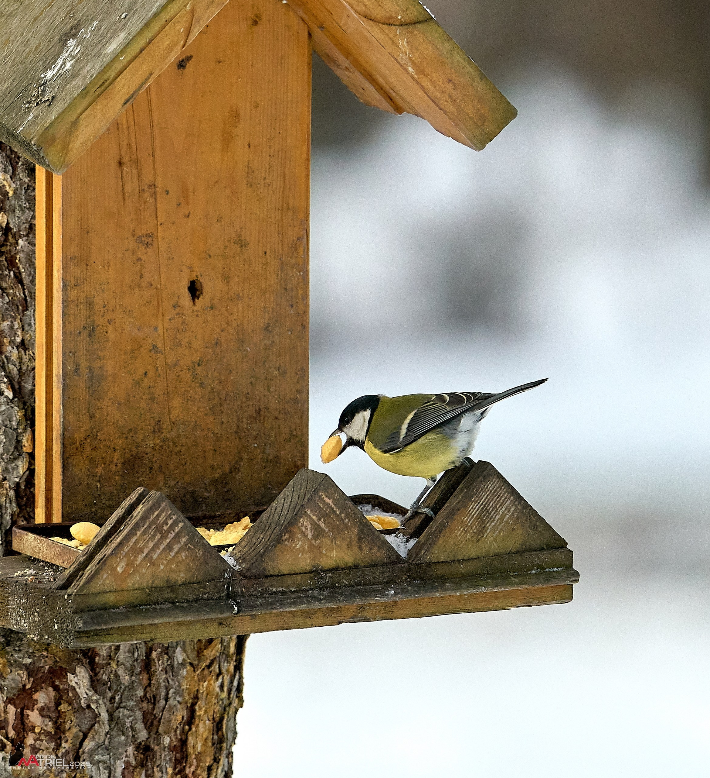 Фотопрогулка с птицами