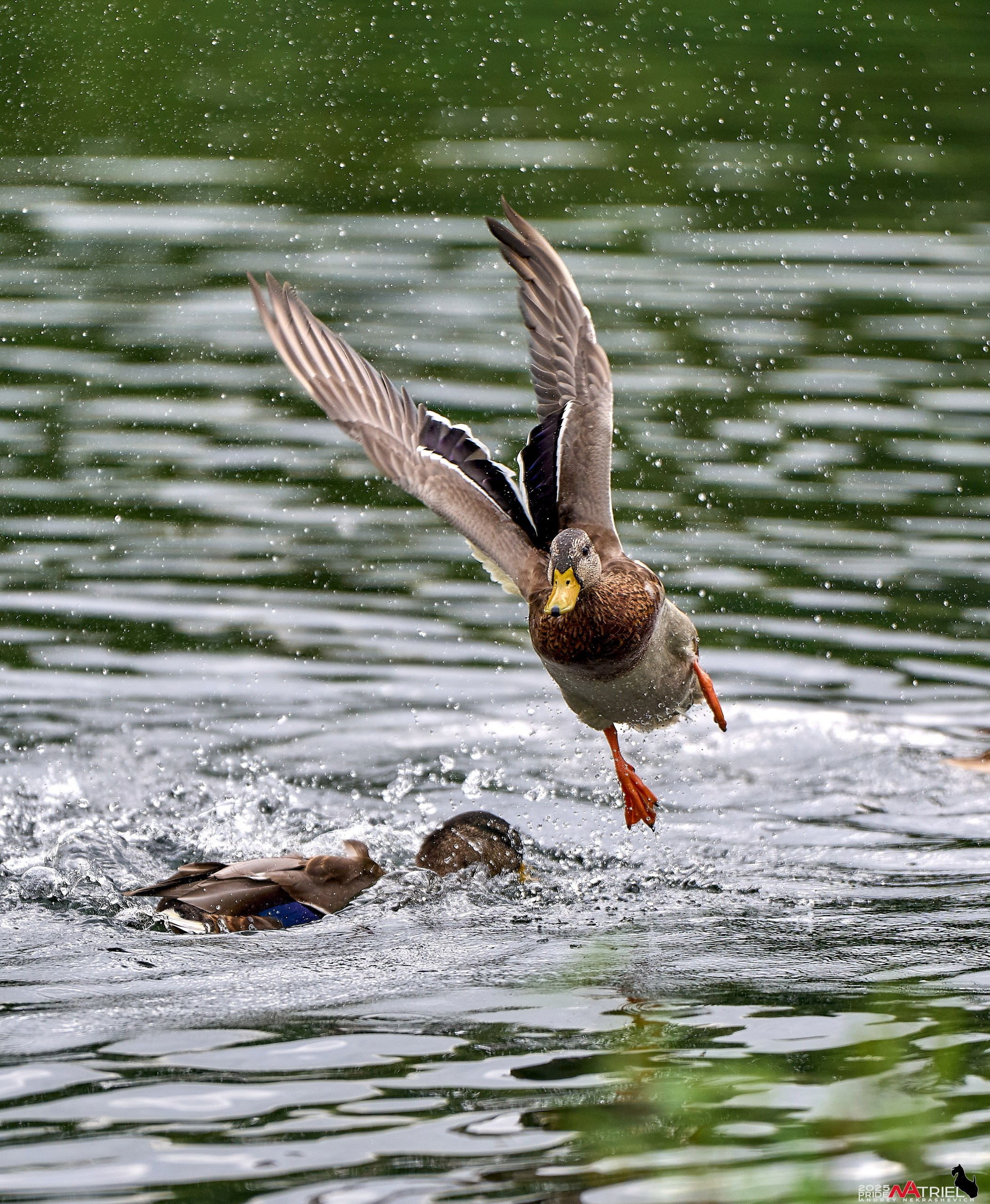 Утки на пруду