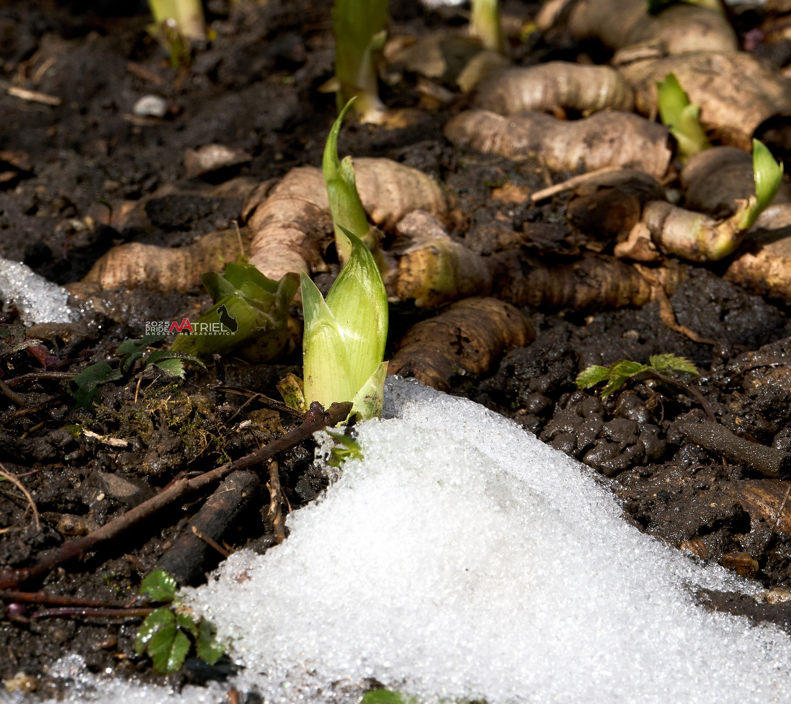 Природа в апреле