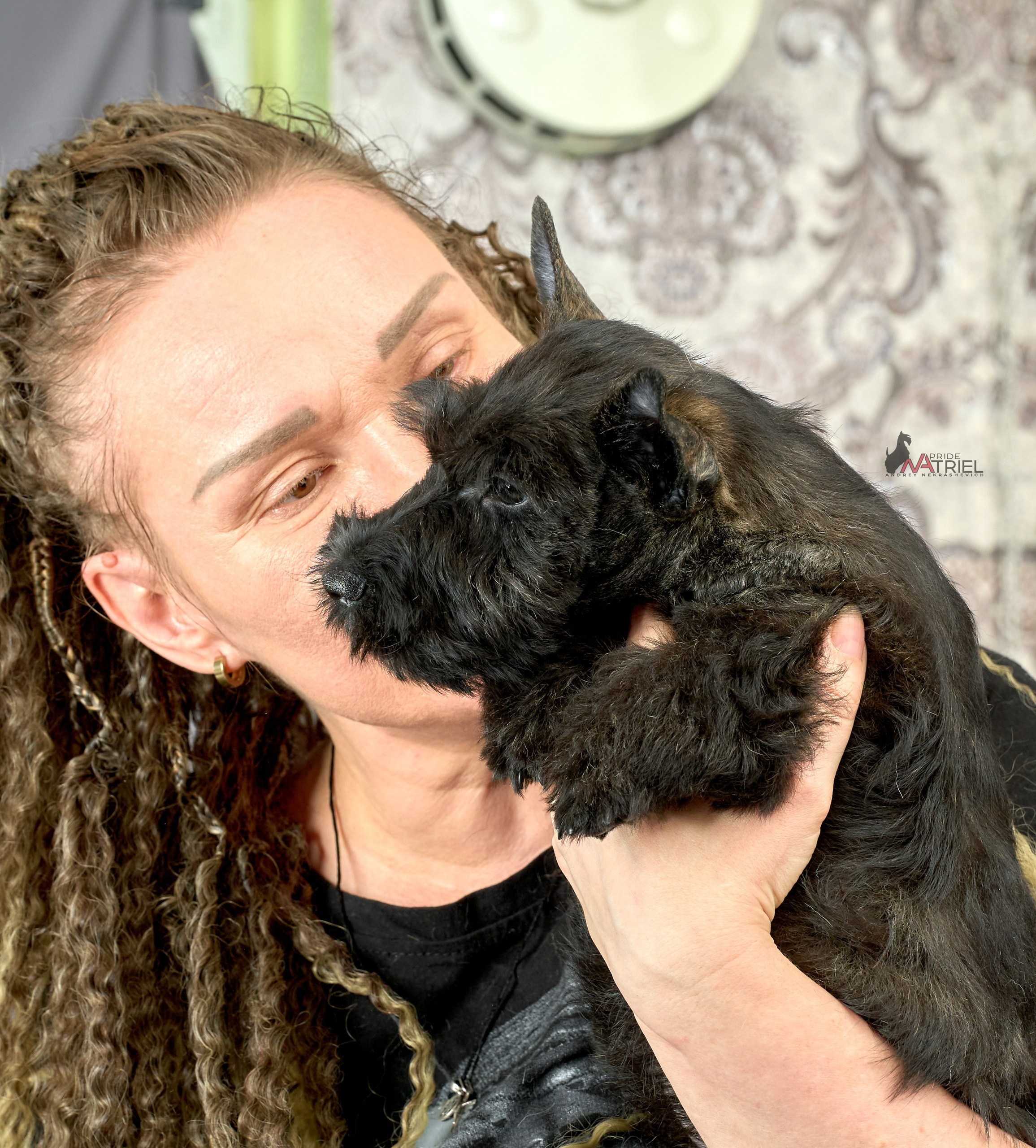 Съемка щенков скотч-терьеров