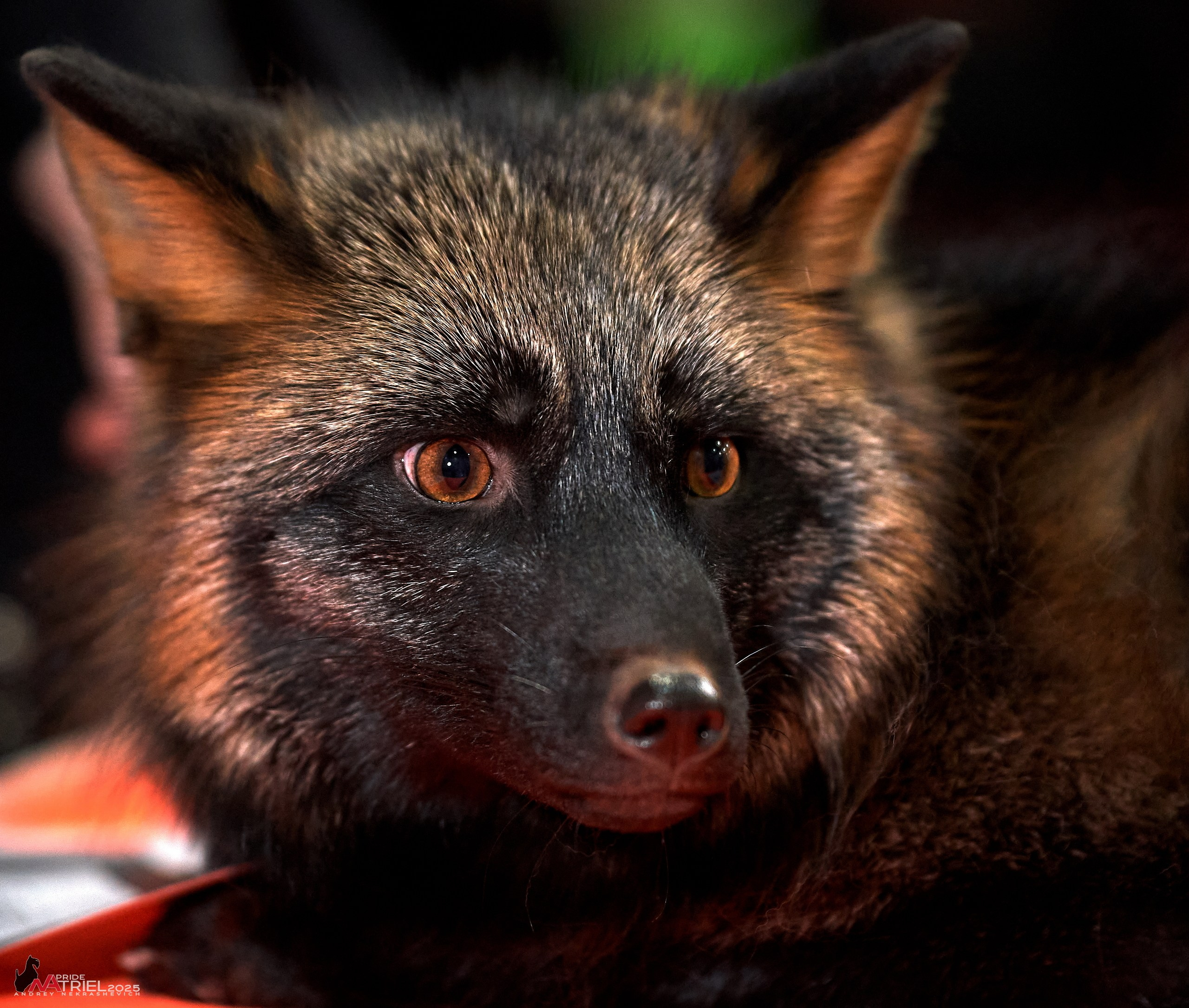 Репортаж с ЗООФЕСТ в Крокусе