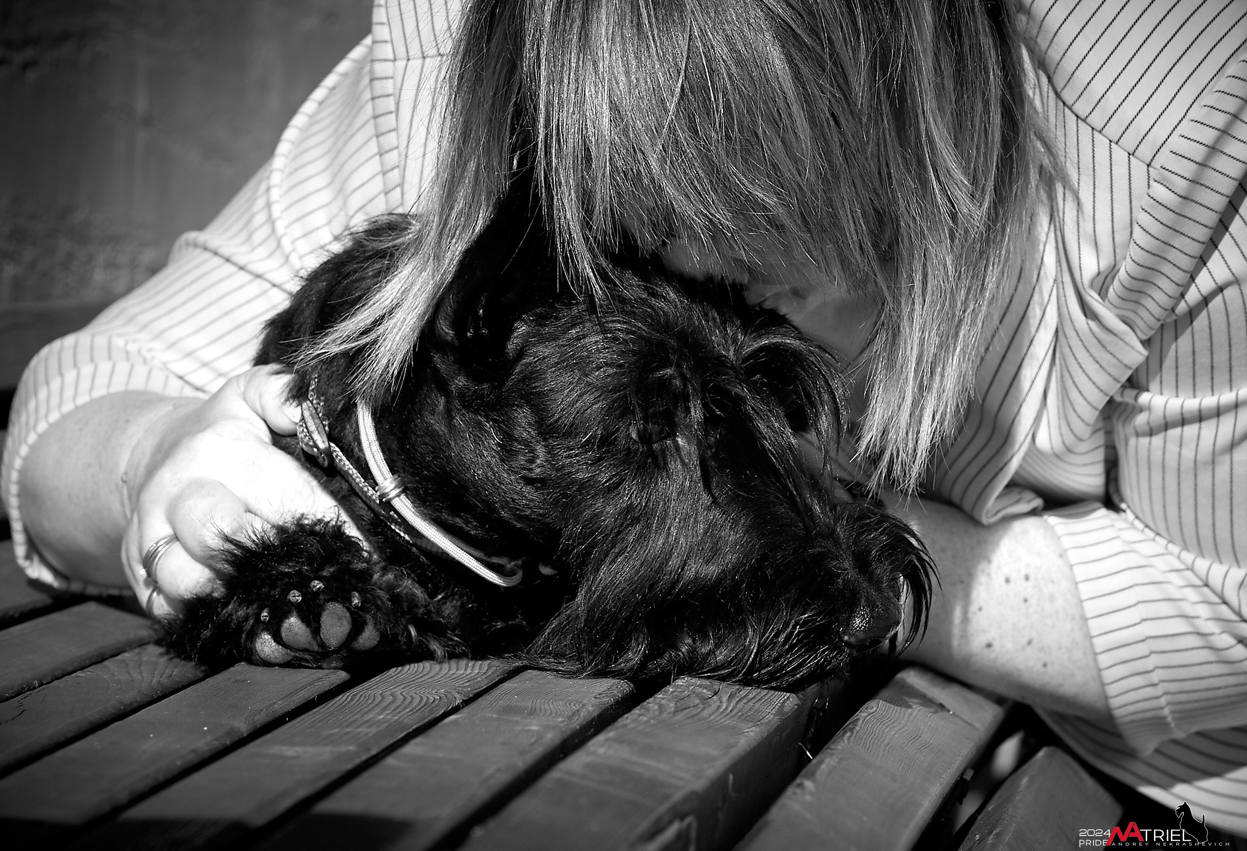 Семейная фотопрогулка с собаками