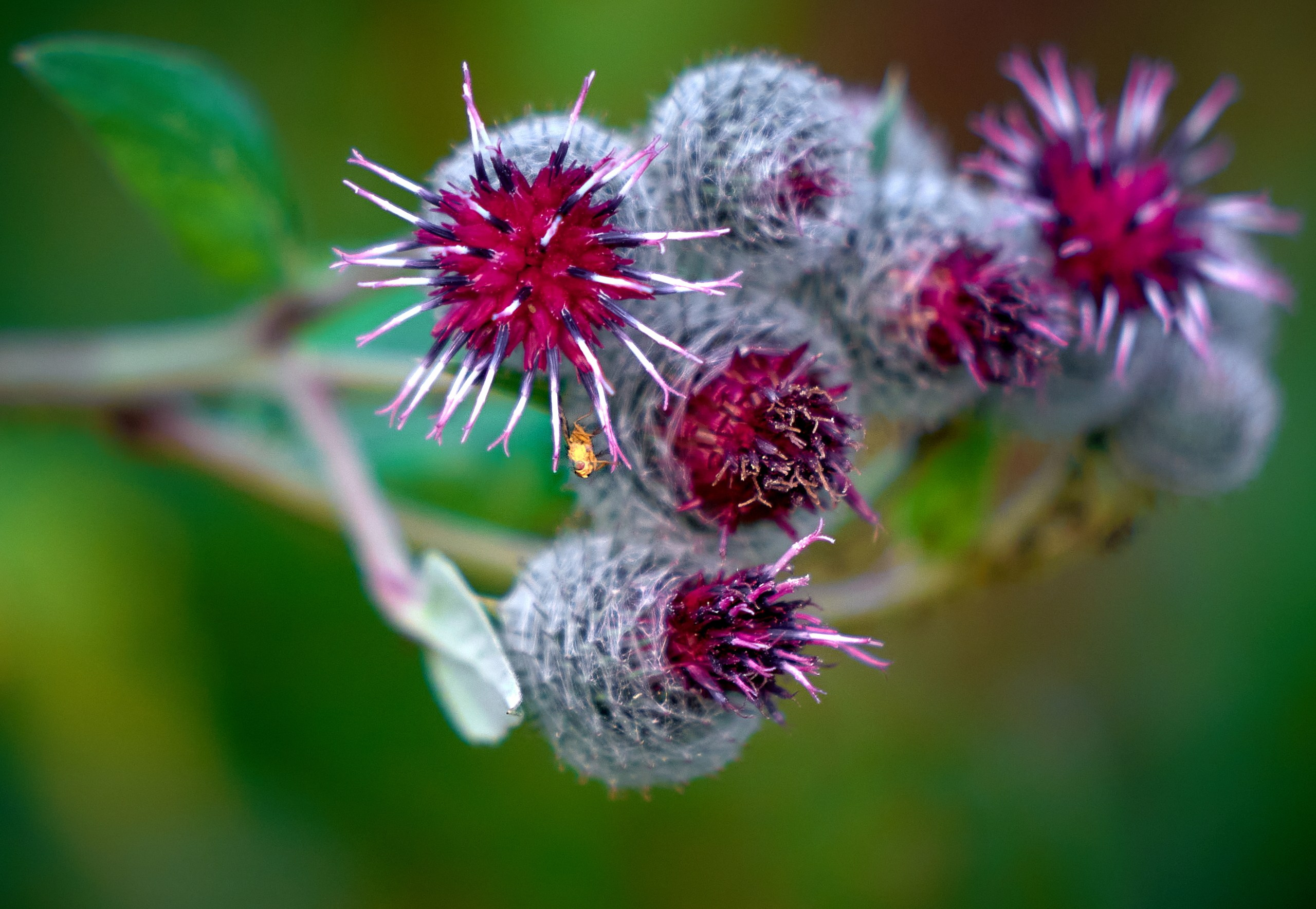 Лютики-цветочки — галерея NATRIEL