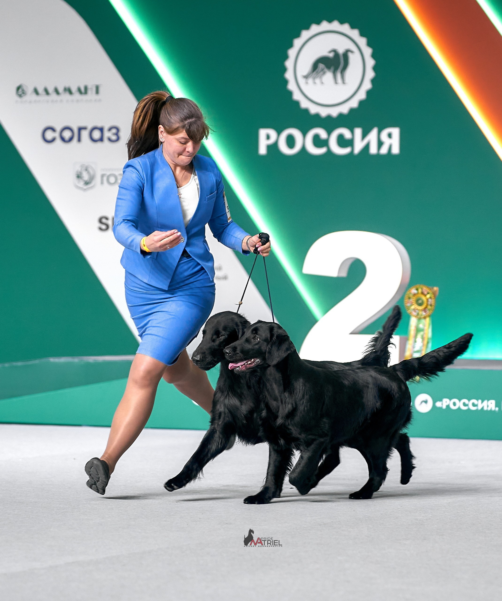 Работа в рингах — галерея NATRIEL