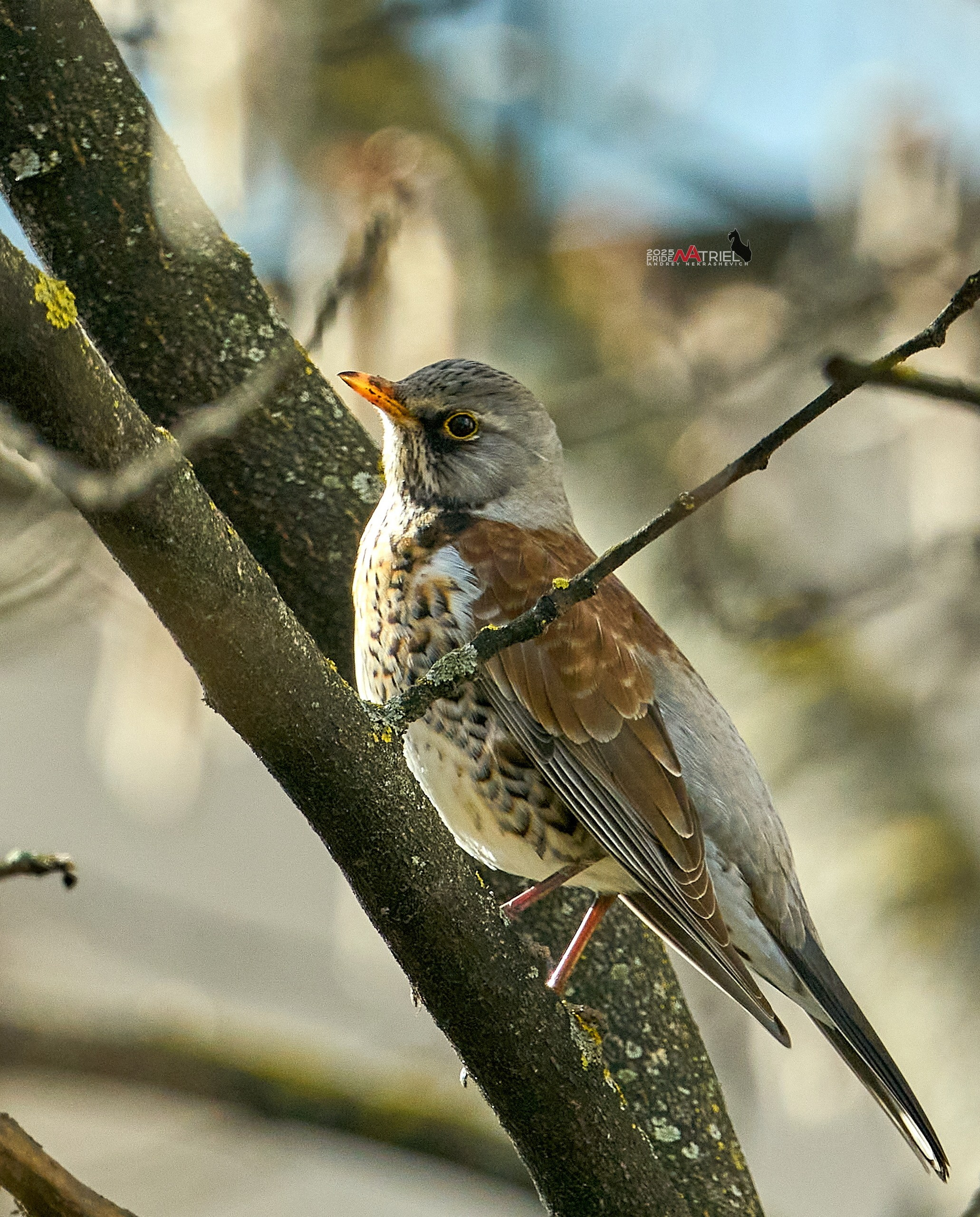 Природа в апреле