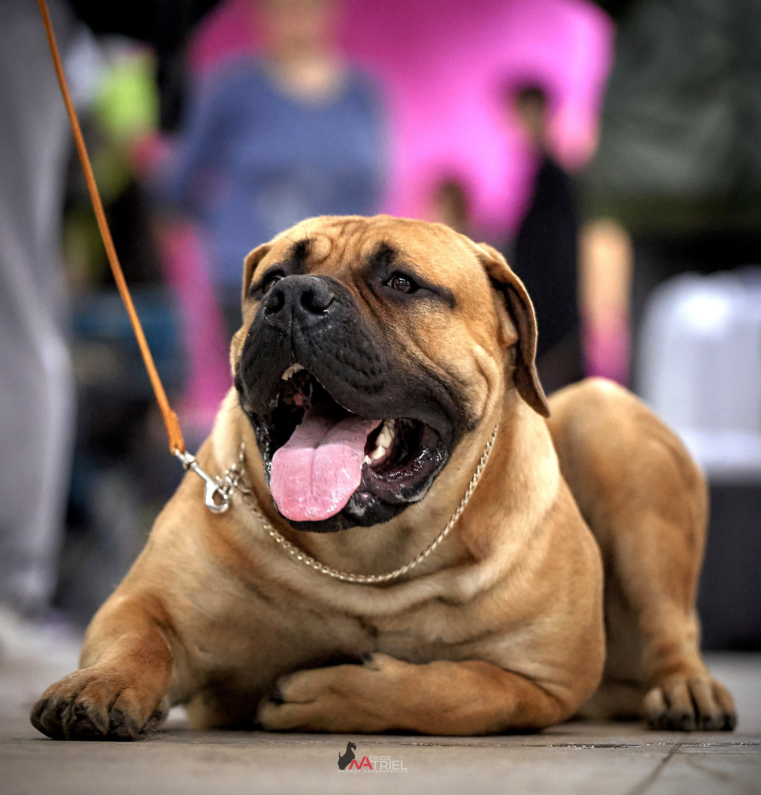 Портреты собак — галерея NATRIEL