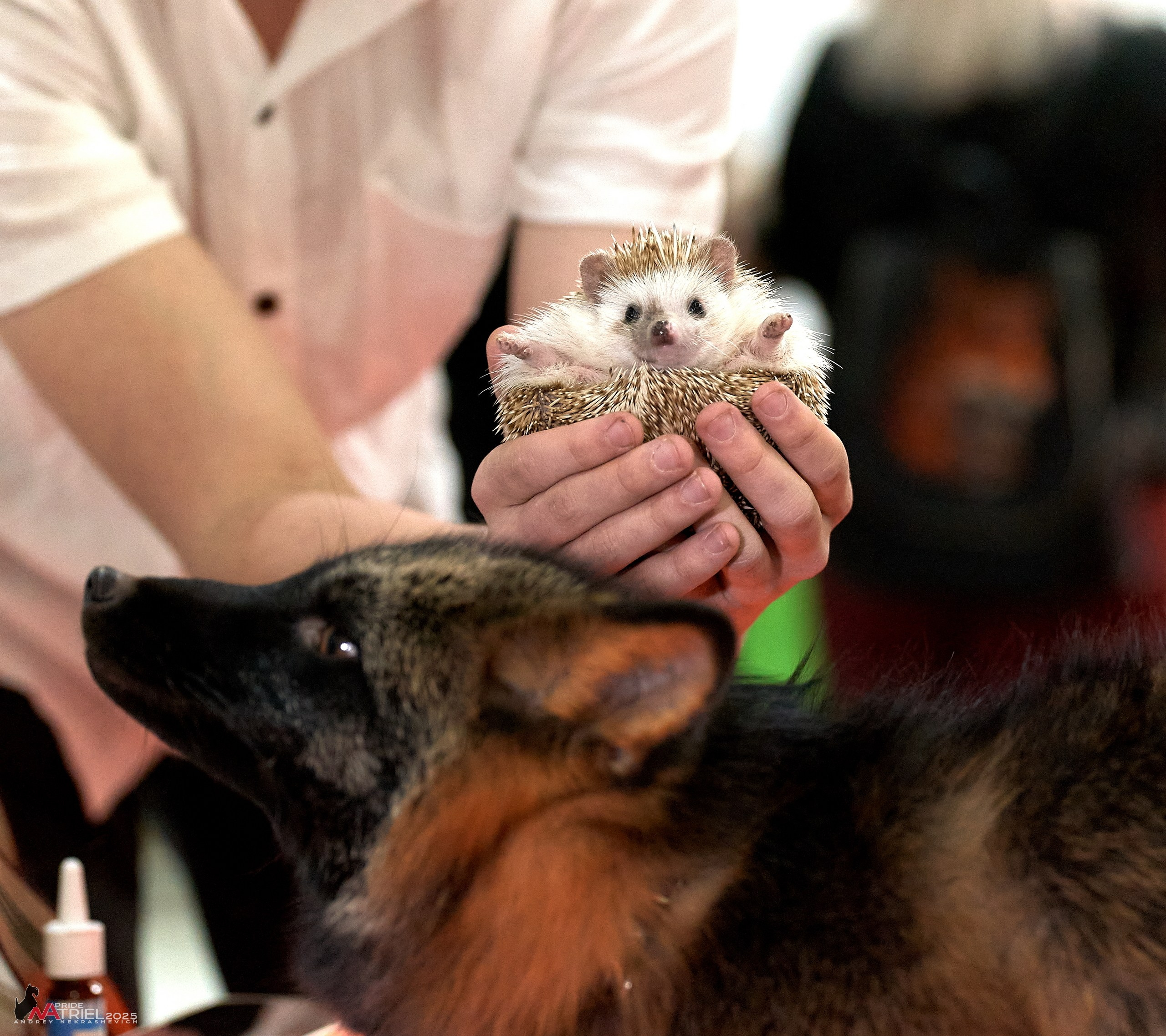 Репортаж с ЗООФЕСТ в Крокусе