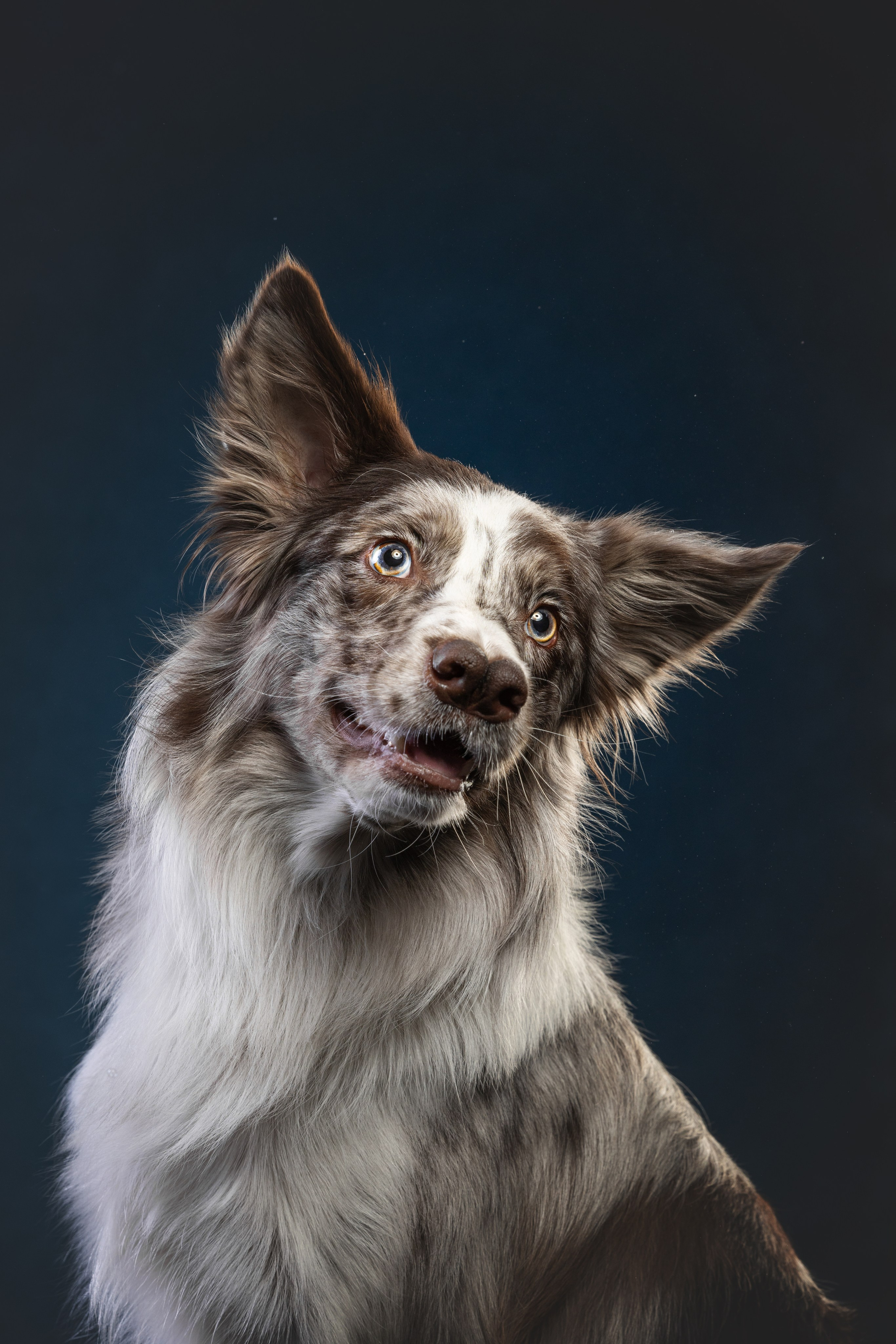 Бордер колли. Фотограф анималист Осипчикова Мария