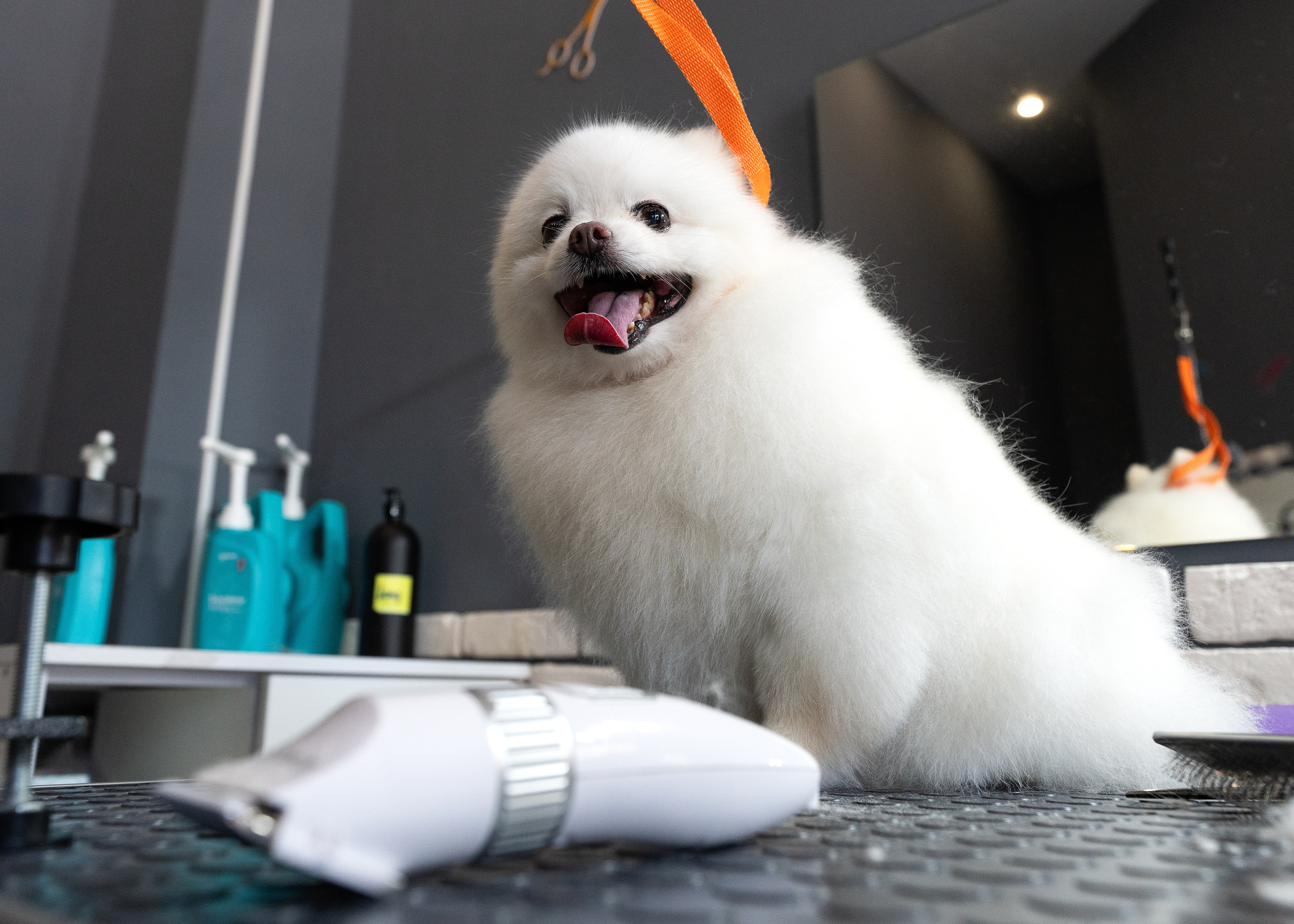 Фотограф анималист в Сочи — профессиональная съемка домашних животных. Профессиональная фотосъемка в Сочи: репортаж, предметная, ювелирная фотосъемка, недвижимость, фуд-фотография. Фотограф Александр Афанасьев