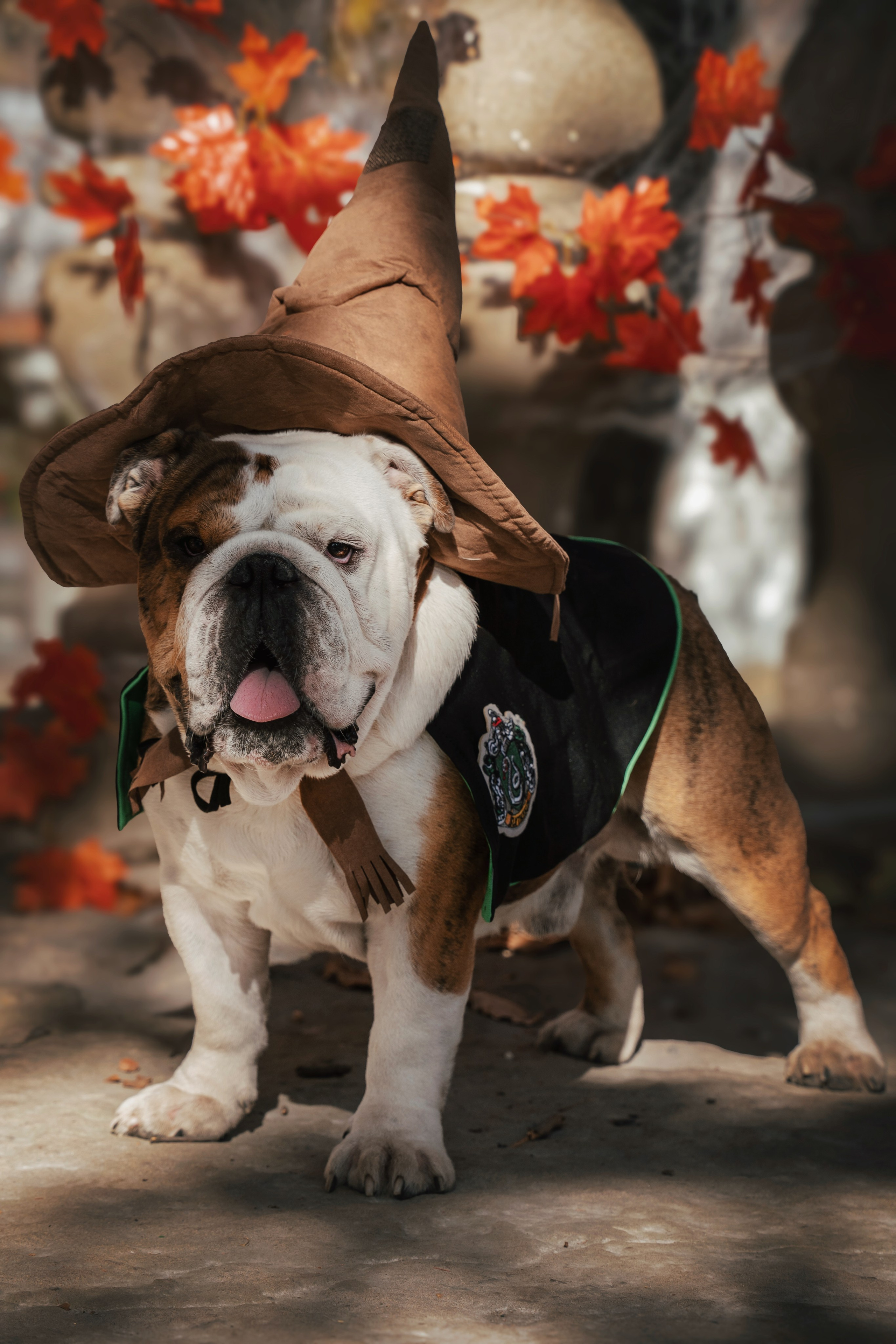 Хэллоуин. Семейный фотограф анималист г. Находка