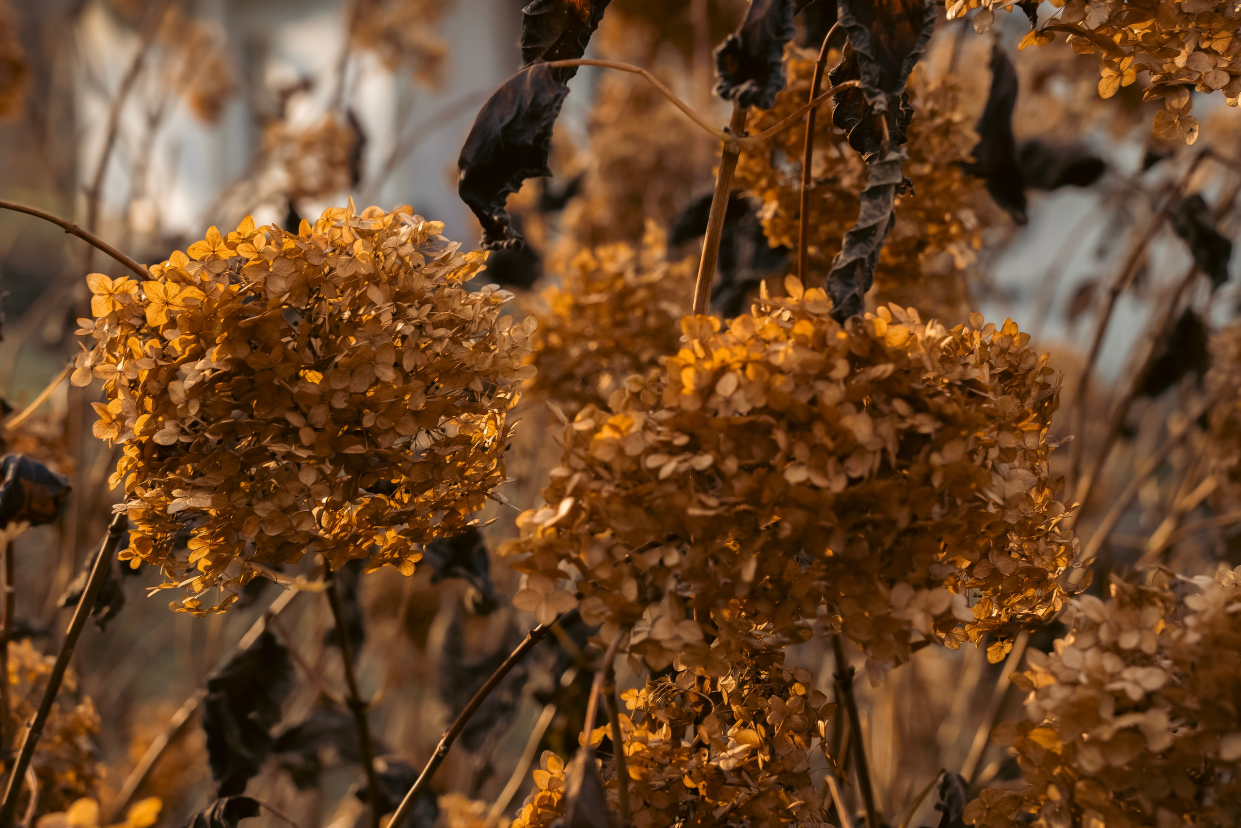 Конюшня. Семейный фотограф анималист г. Находка