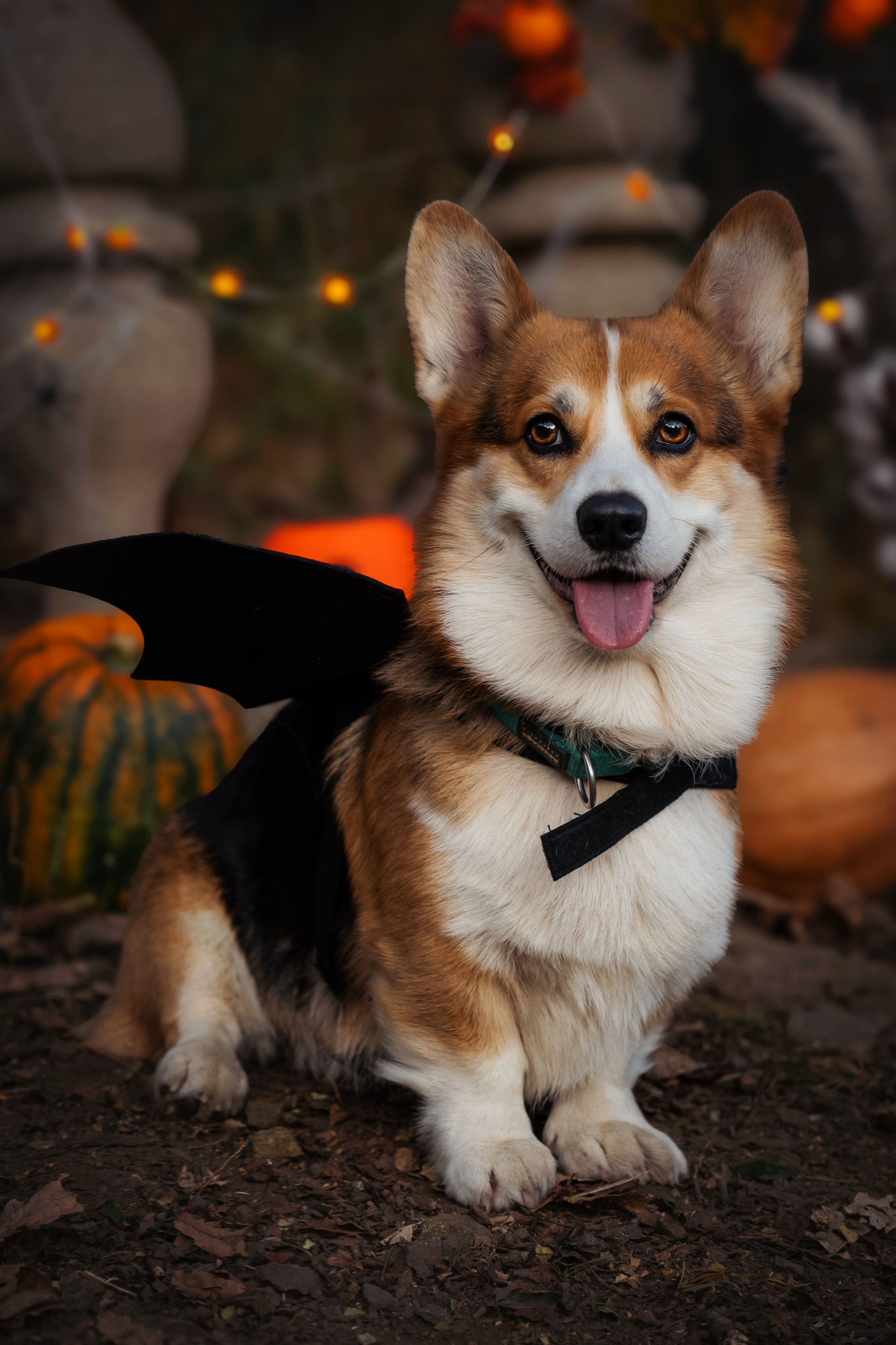 Хэллоуин. Семейный фотограф анималист г. Находка