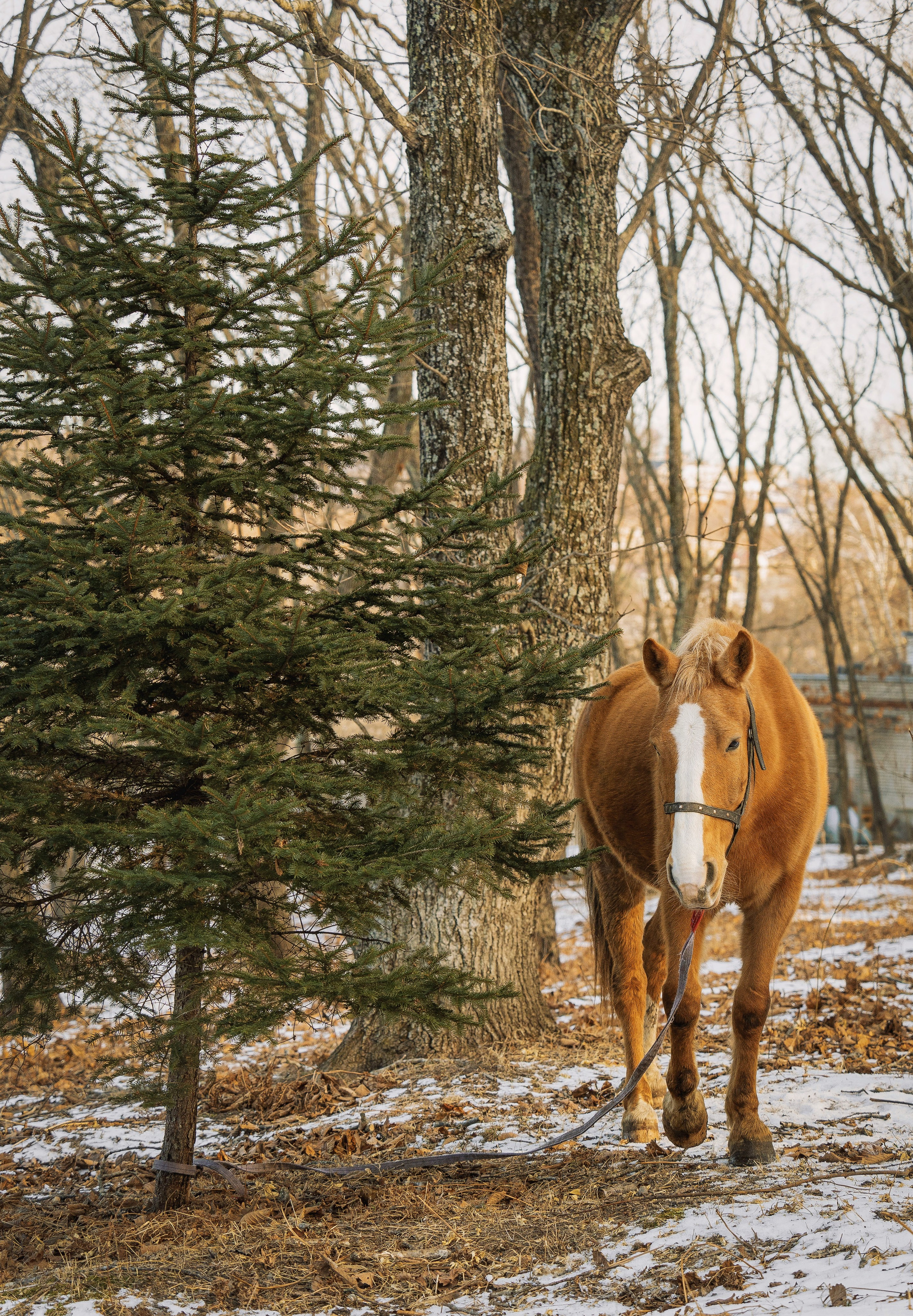 Фотодень «Символ 2026 года». Семейный фотограф анималист г. Находка