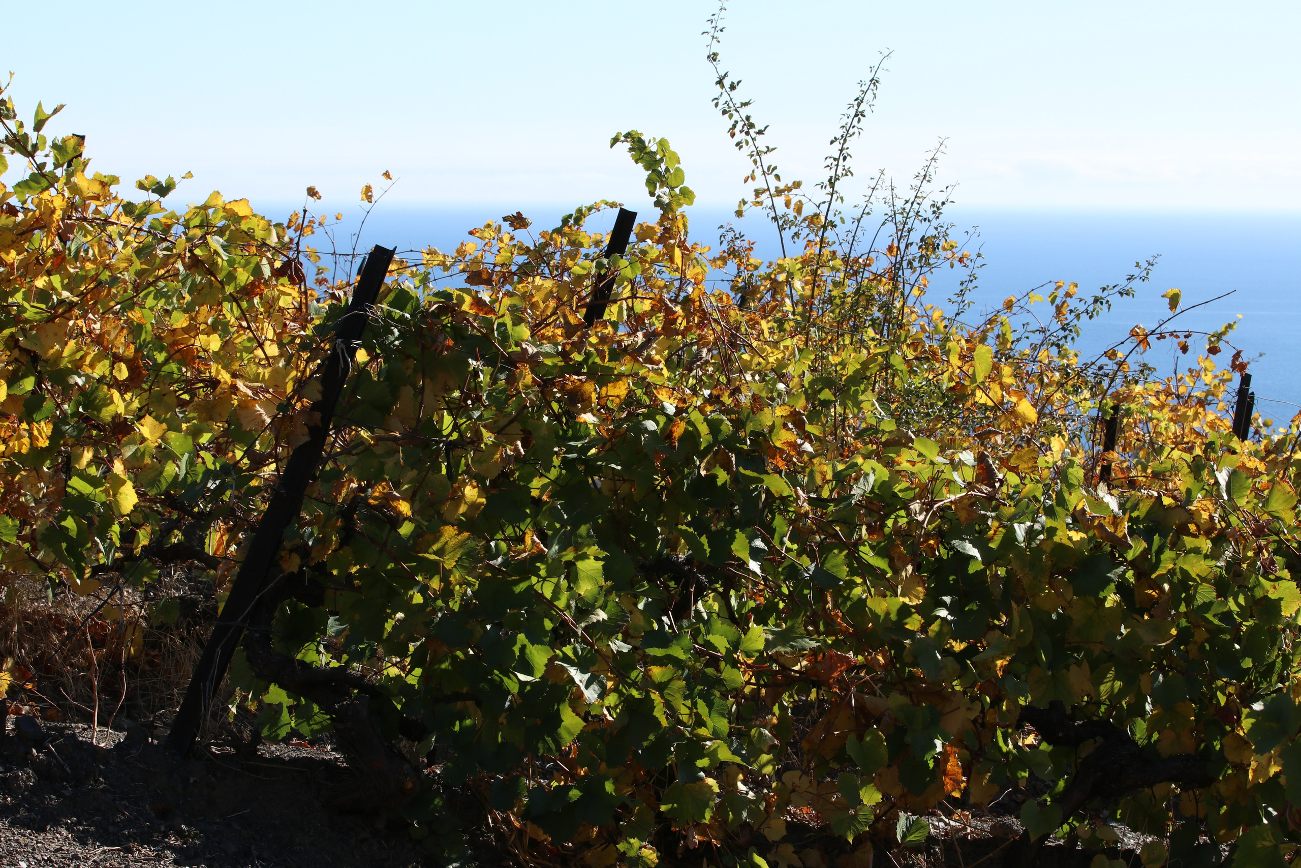 Крым. ЮБК (Гурзуф, Судак и их окрестности). Ноябрь 2023. Путешественник-фотограф из Санкт-Петербурга Татьяна Свистулина