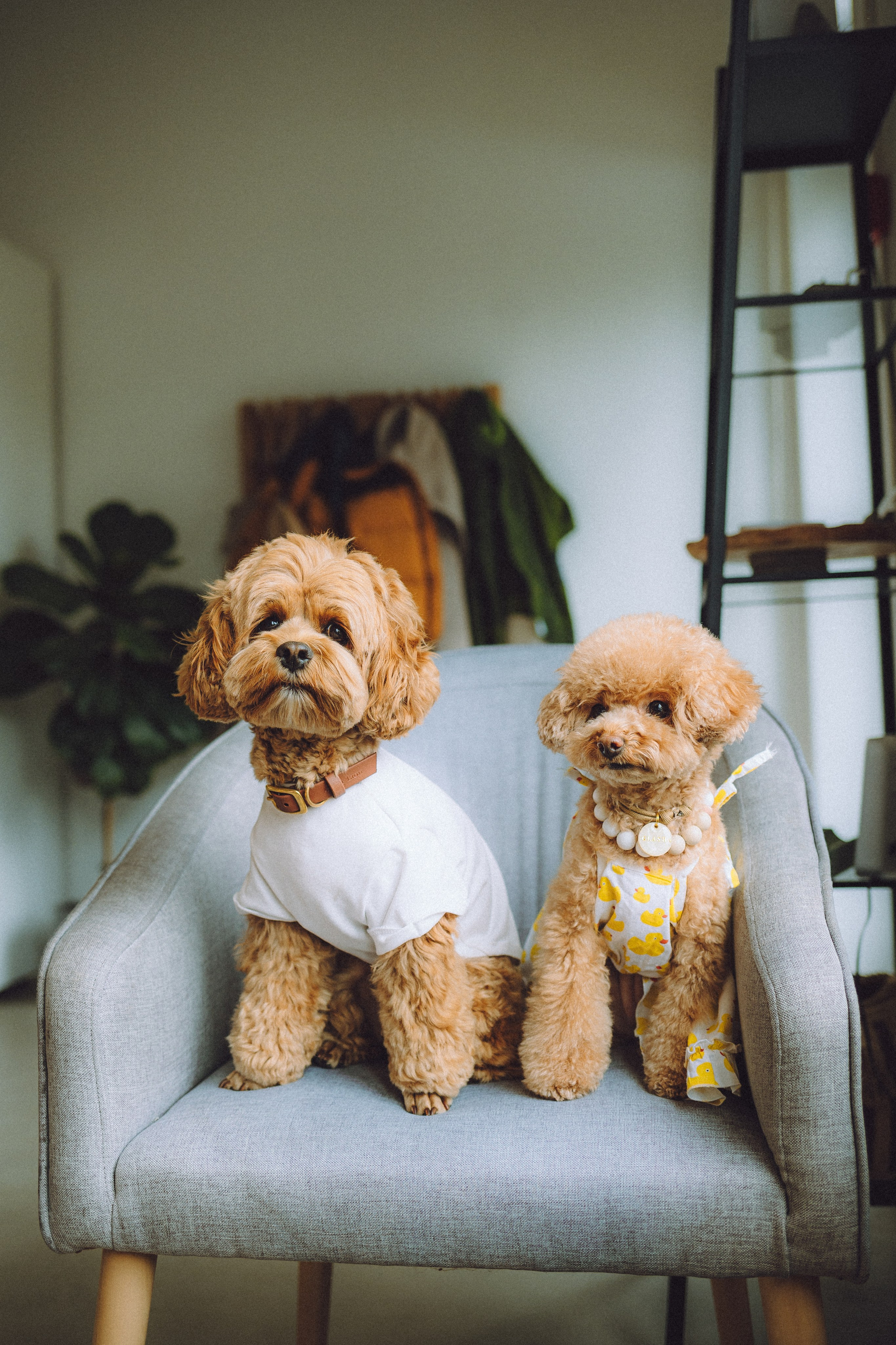 День Рождения пуделя Глаши