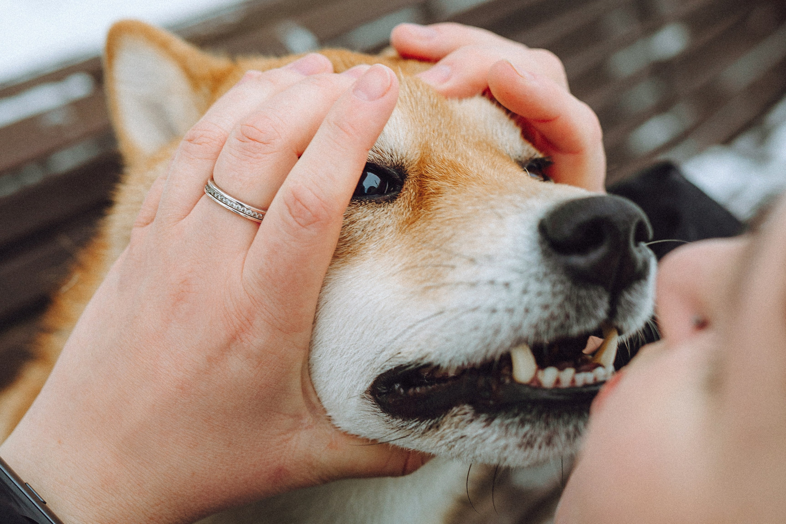 Настя и Ронин