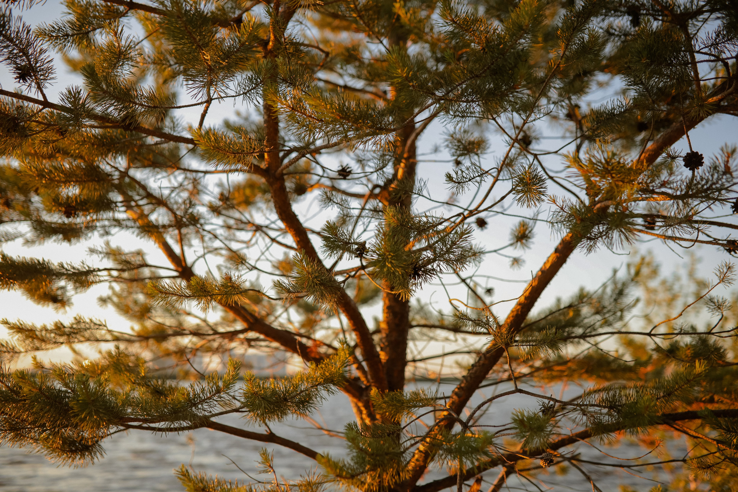 Екатерина. Свадебные фотографы в г. Сургут Маркова Наталья и Замахина Елена