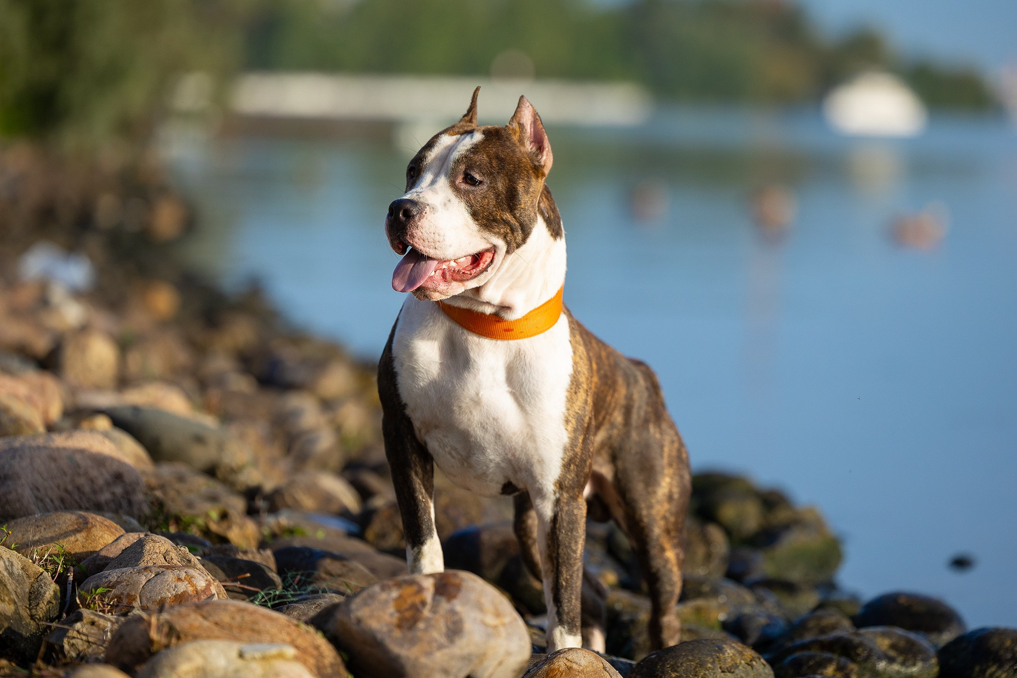 Амстафф Честер и его семья. Фотограф-анималист Natalia Deingel | Фотосъемка собак в Москве