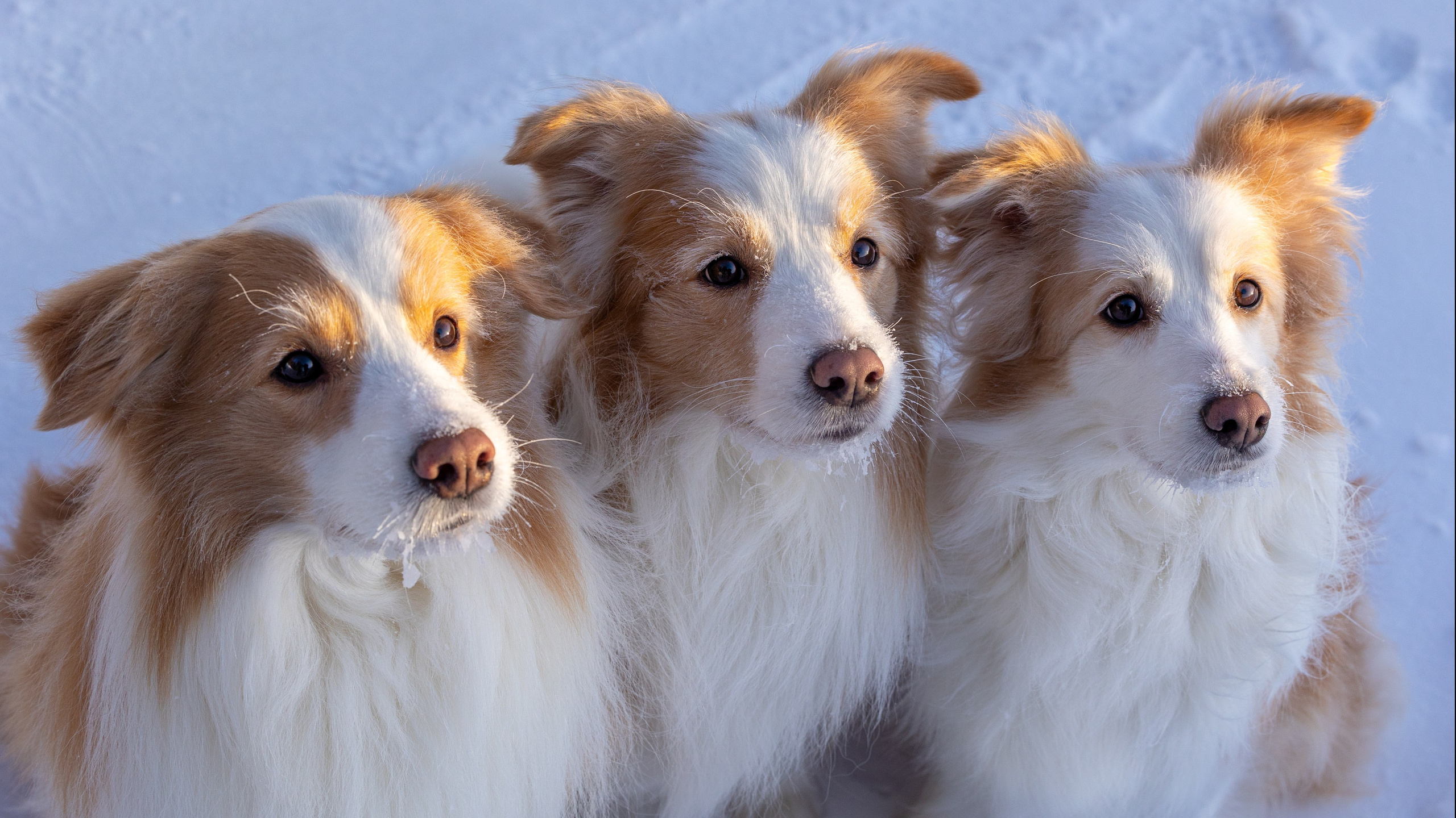 Бордер колли Прайм, Вэй и Лёля. Фотограф-анималист Natalia Deingel | Фотосъемка собак в Москве