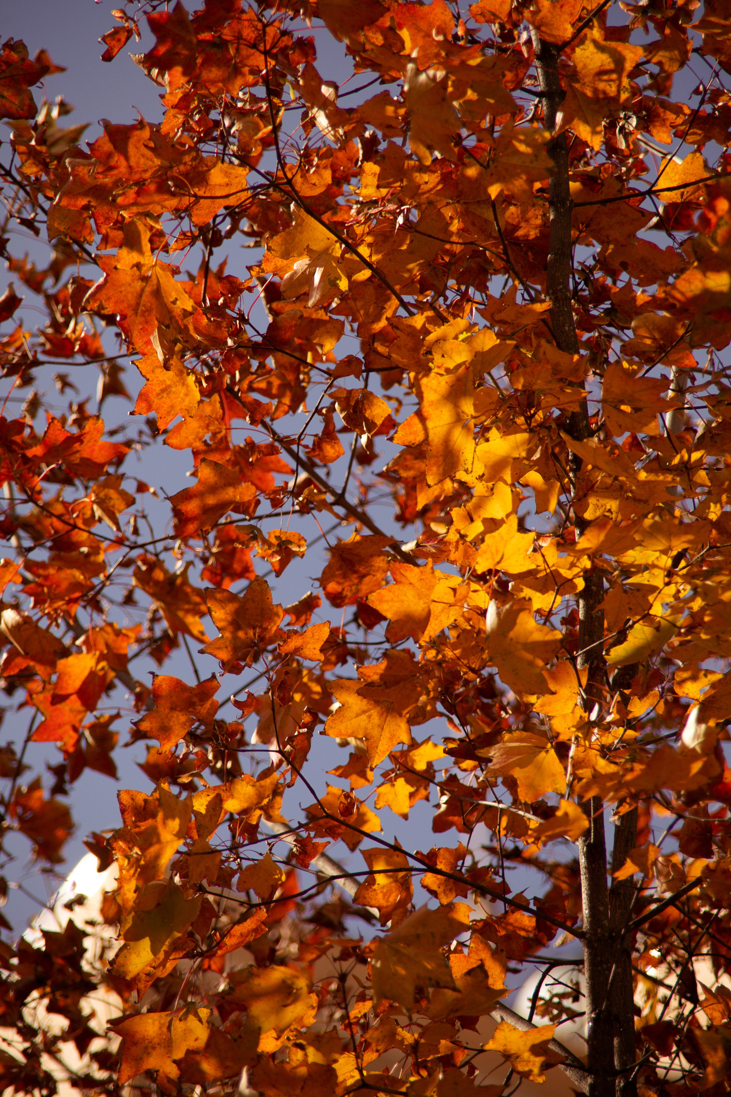 Природа. Darinishna Фэнтези-фотограф Хабаровск