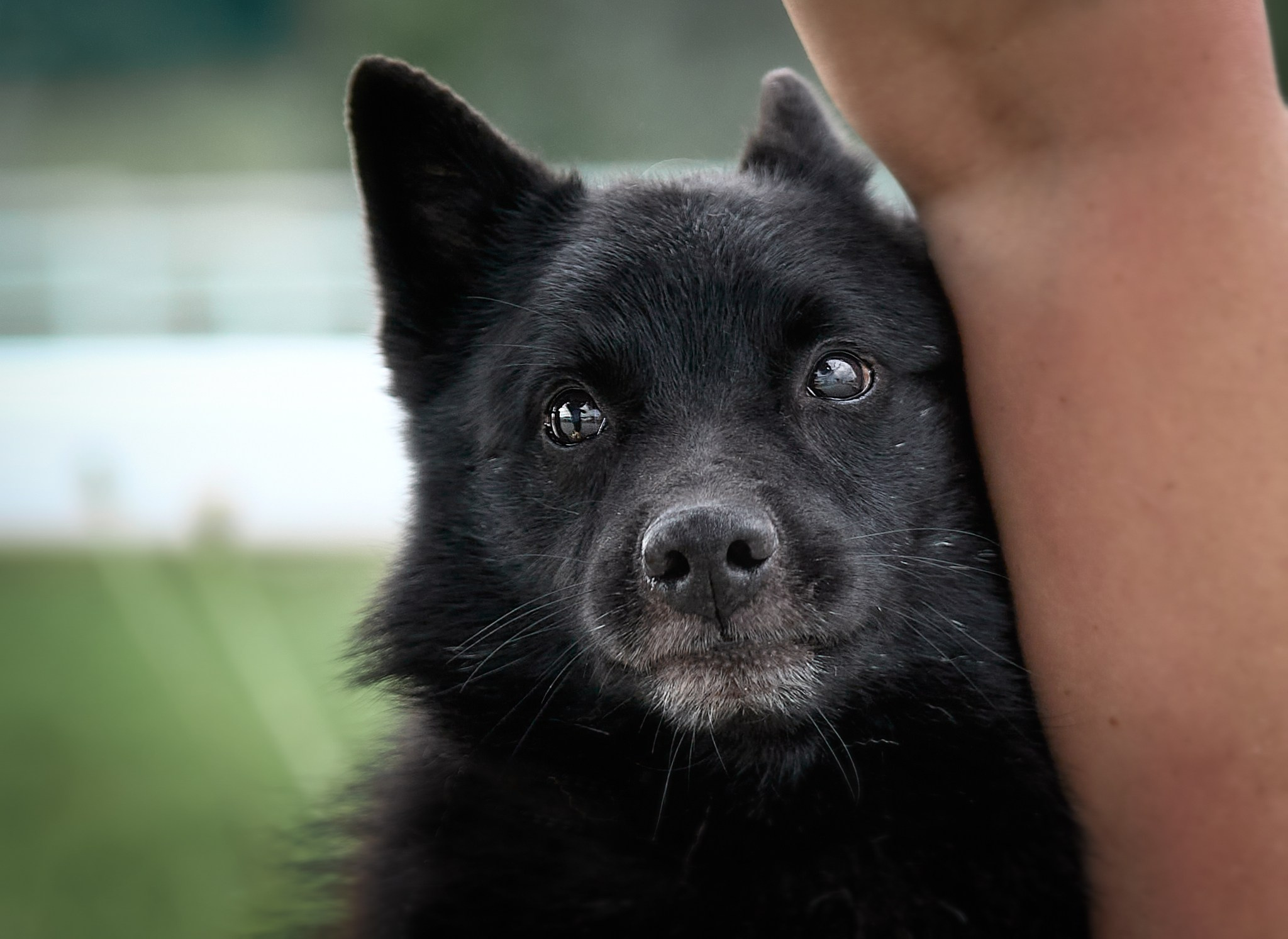 Шипперке Лунтик (BEACHVIEW'S MADE IN THE USA) 9 лет. Главная