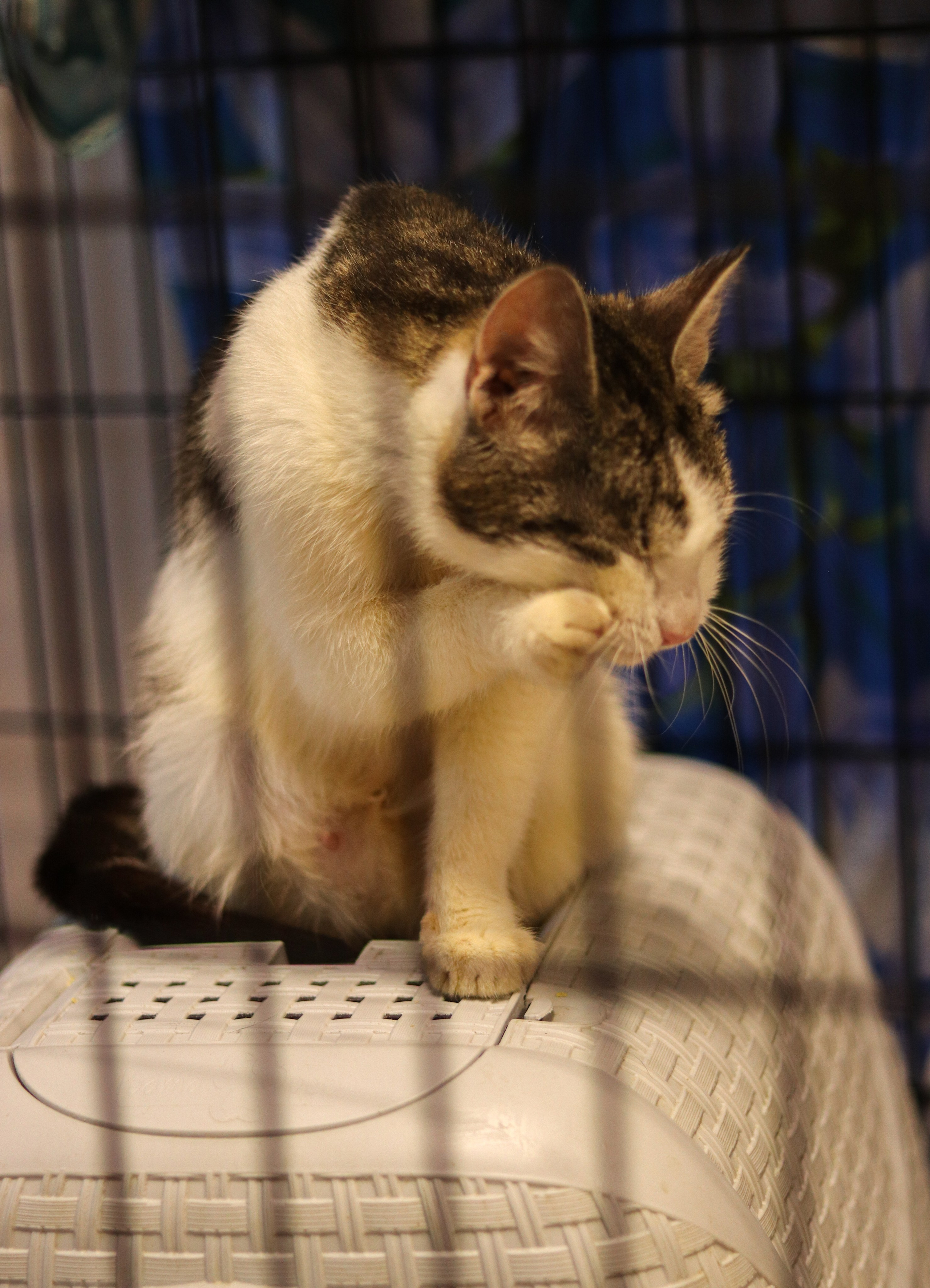 Петербургский дом кота (27 июня 2024). Ивентный фотограф в Санкт-Петербурге Олег Комков