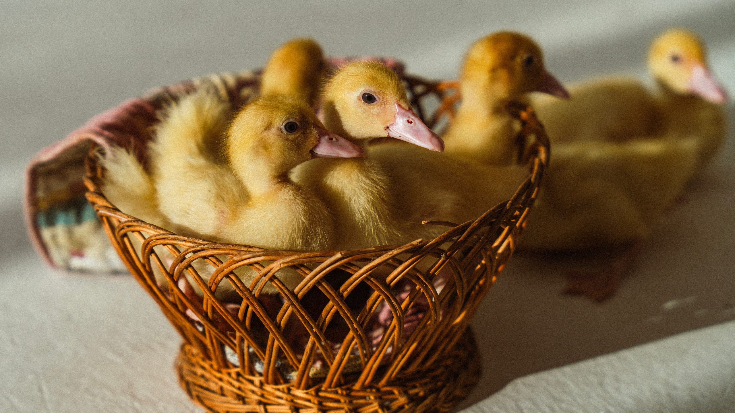 Немного Утят. Главная