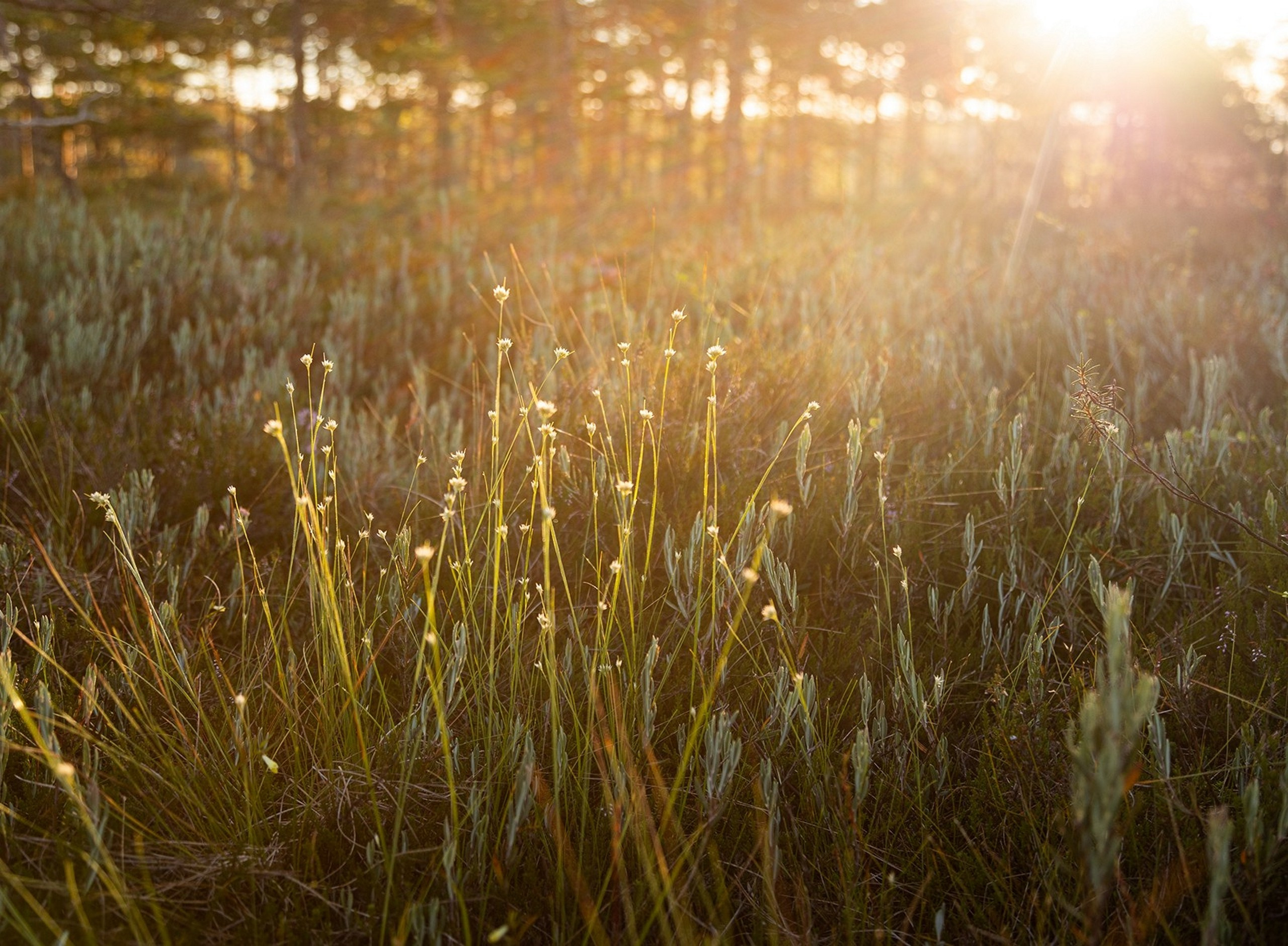Карельский Перешеек. Фотограф Владимир Медведев