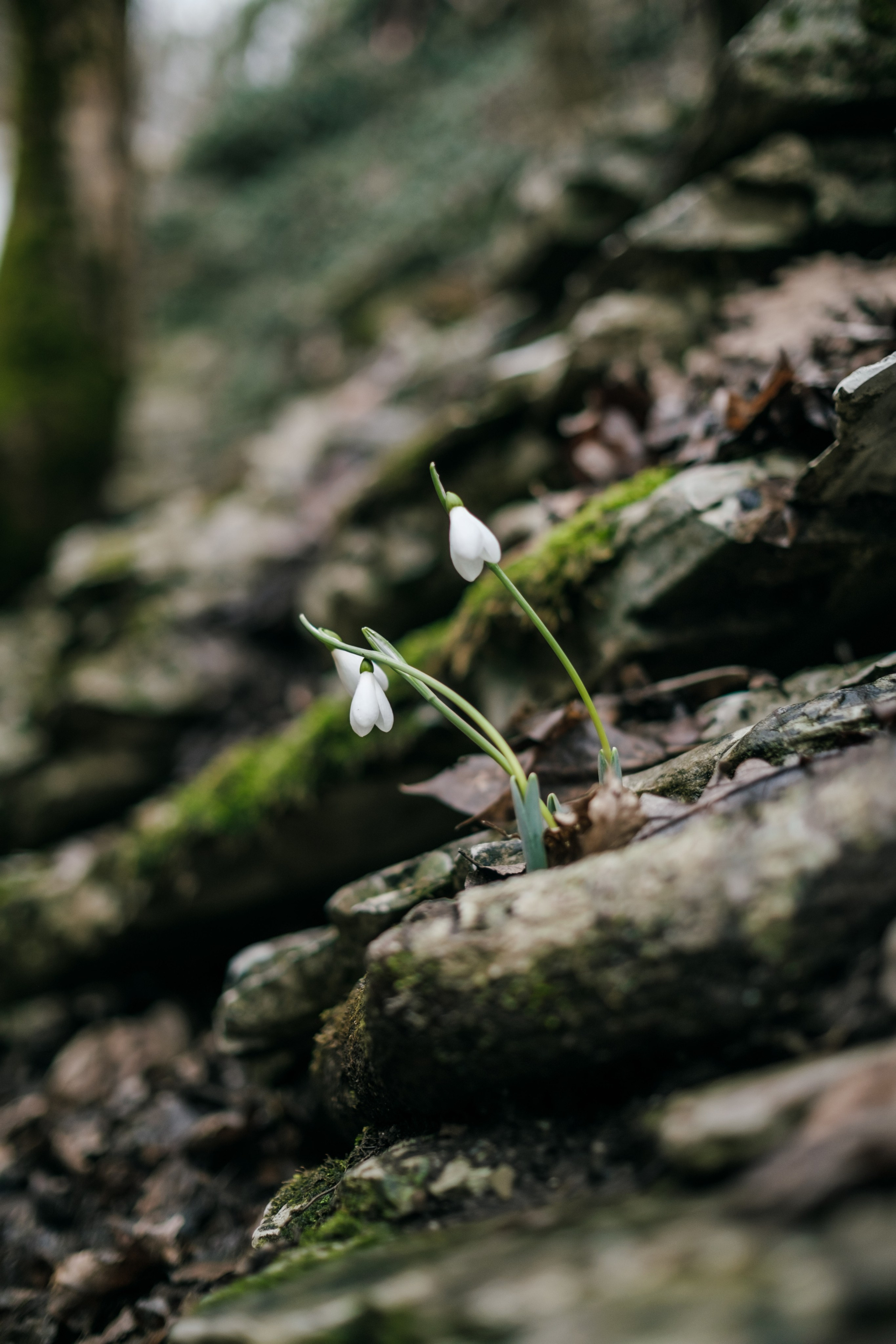 Фестиваль Братья Зима 2024, поход в горы. Фотограф в Москве Максим Скоробогатов