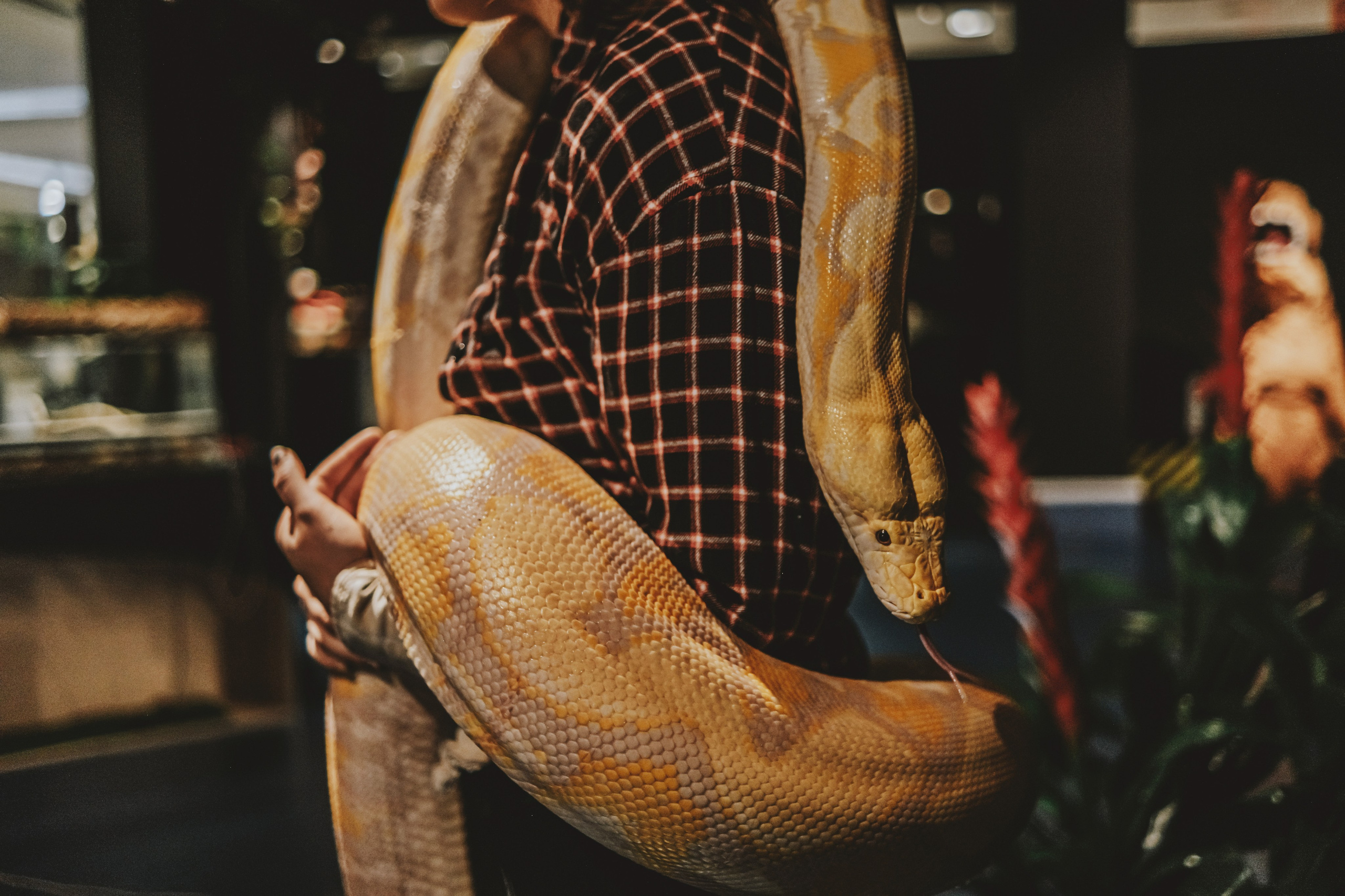 Дом Драконов. Nattie.ph