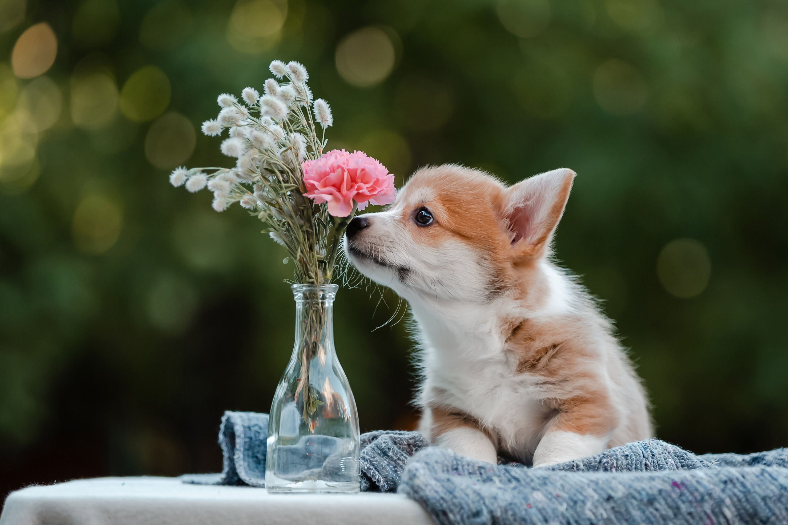 Щенки корги в корзинах и цветах. Фотограф-анималист в Краснодаре Маша Мельникова
