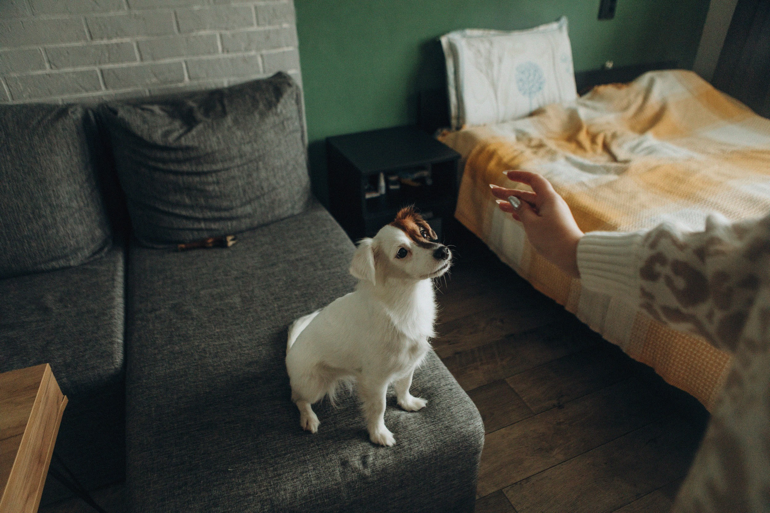 Break fast with a dog. Свадебный и семейный фотограф Арестенко Анастасия