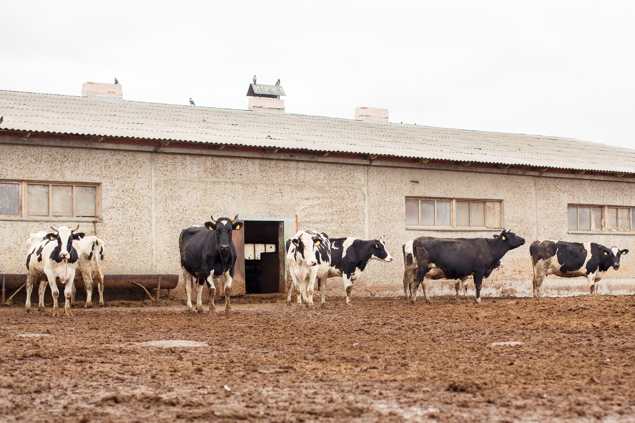 Шатурский Агропромышленный комбинат. Деловая и Бизнес съемка в  Москве Инесса Грушко