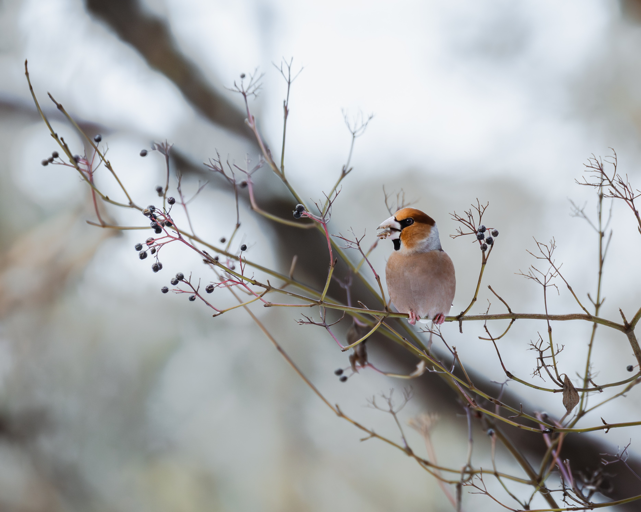 Voronezh 2026. Anton Chernov | Wildlife photographer