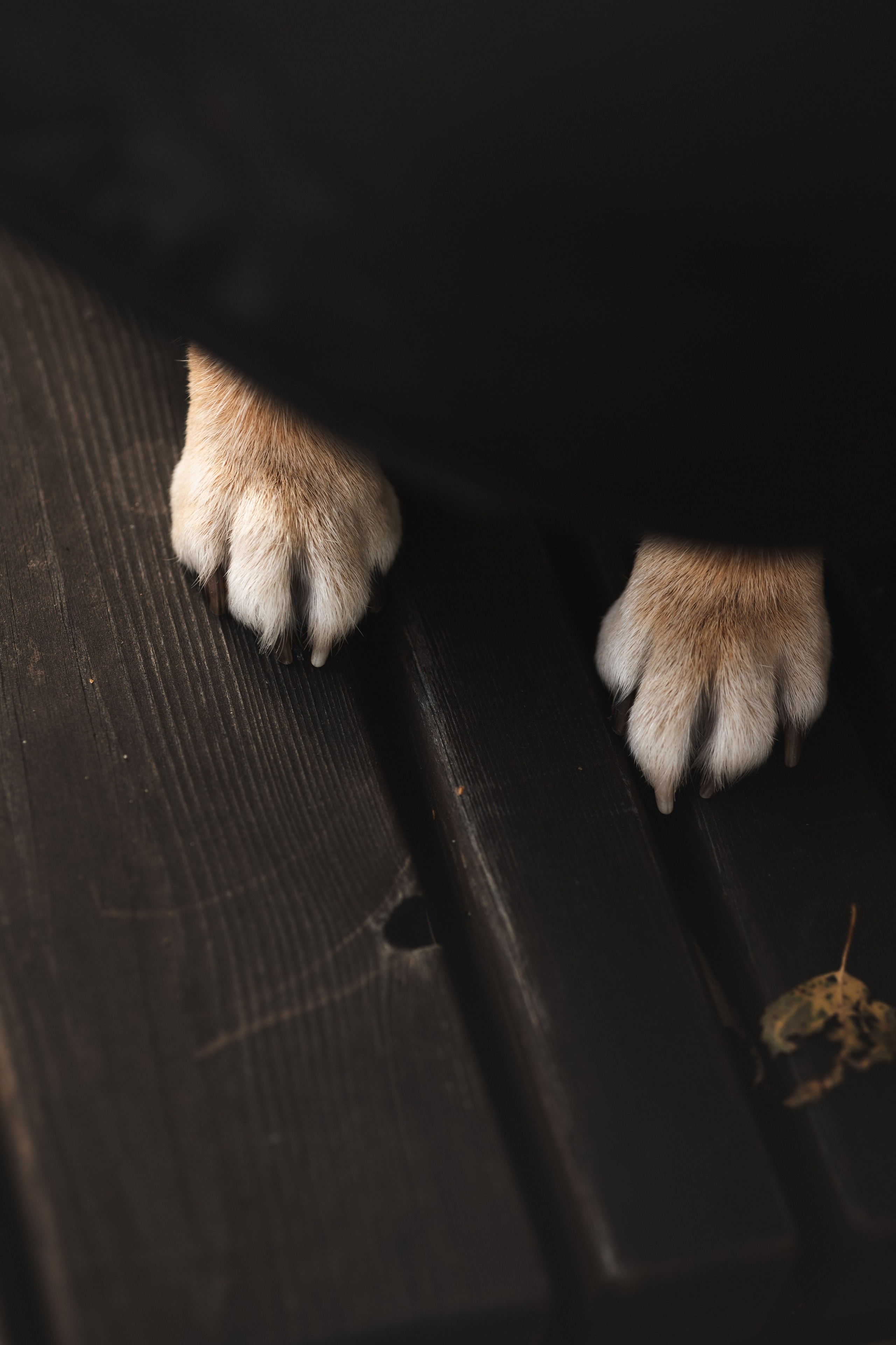 Оши | Сиба-Ину |. Фотограф