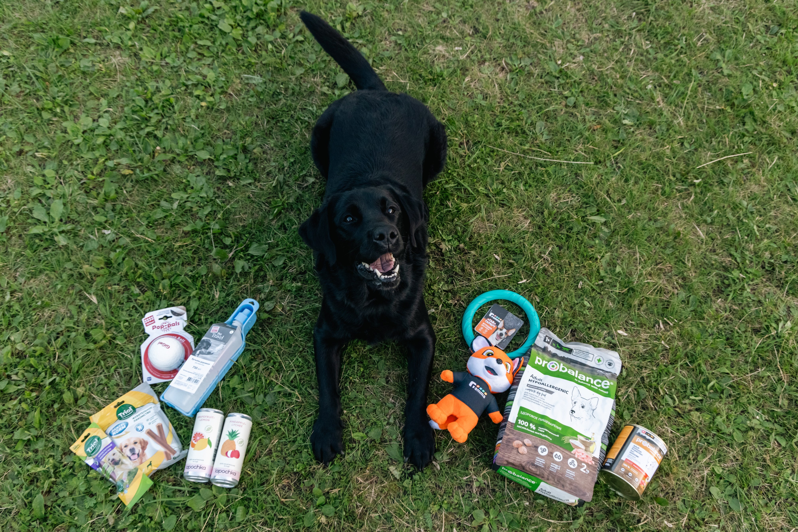 VI ОТКРЫТЫЕ КИНОЛОГИЧЕСКИЕ СОРЕВНОВАНИЯ. ЧЕЛЯБИНСКАЯ ОБЛАСТЬ 2025. Репортажный фотограф Наталья Лапцевич