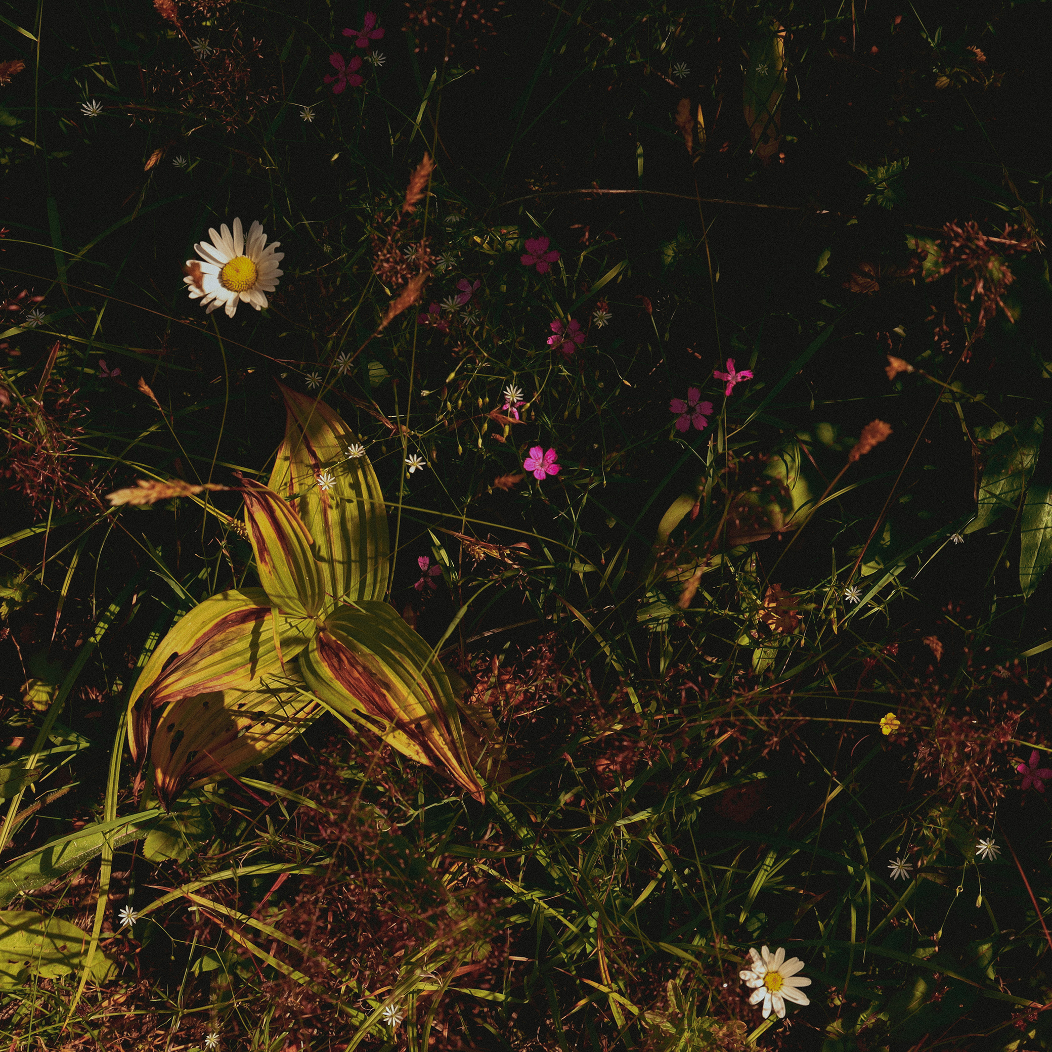 Summer hike. Фотограф/дизайнер в Екатеринбурге Хитрый Дмитрий