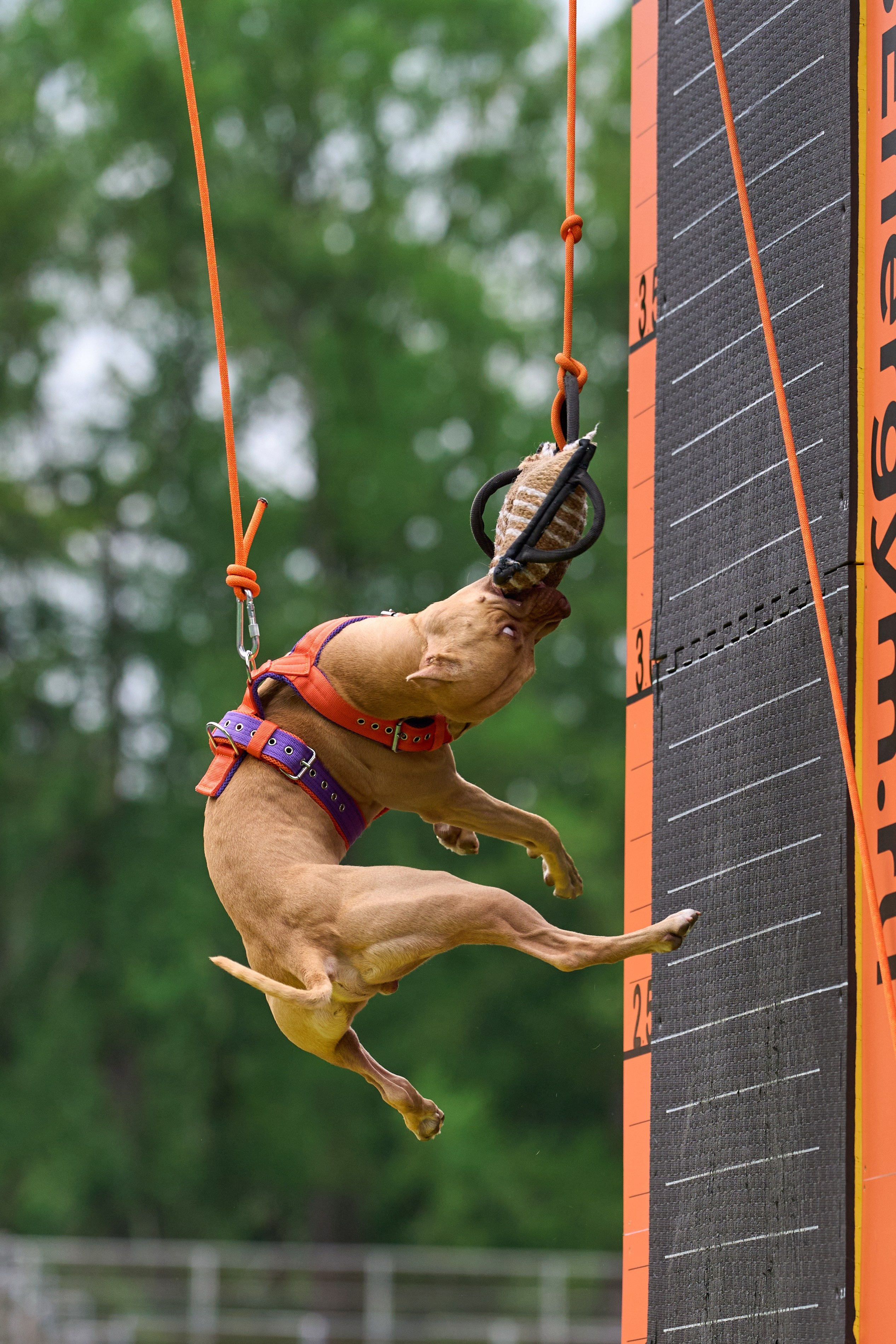 4 лапы Фест. Многоборье. Фотограф-анималист Михаил Манухин