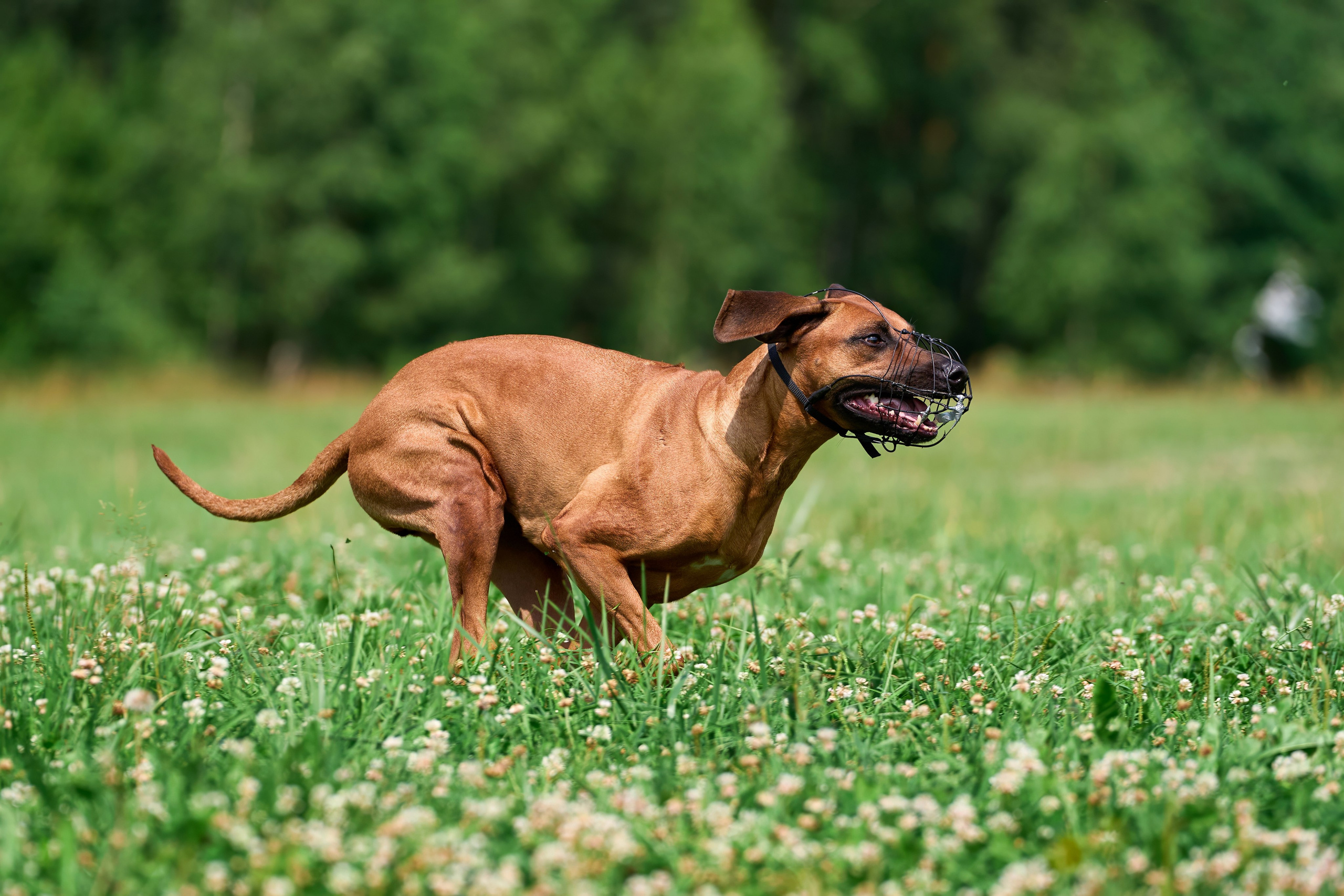 Тренировка по курсингу в Донино. Фотограф-анималист Михаил Манухин