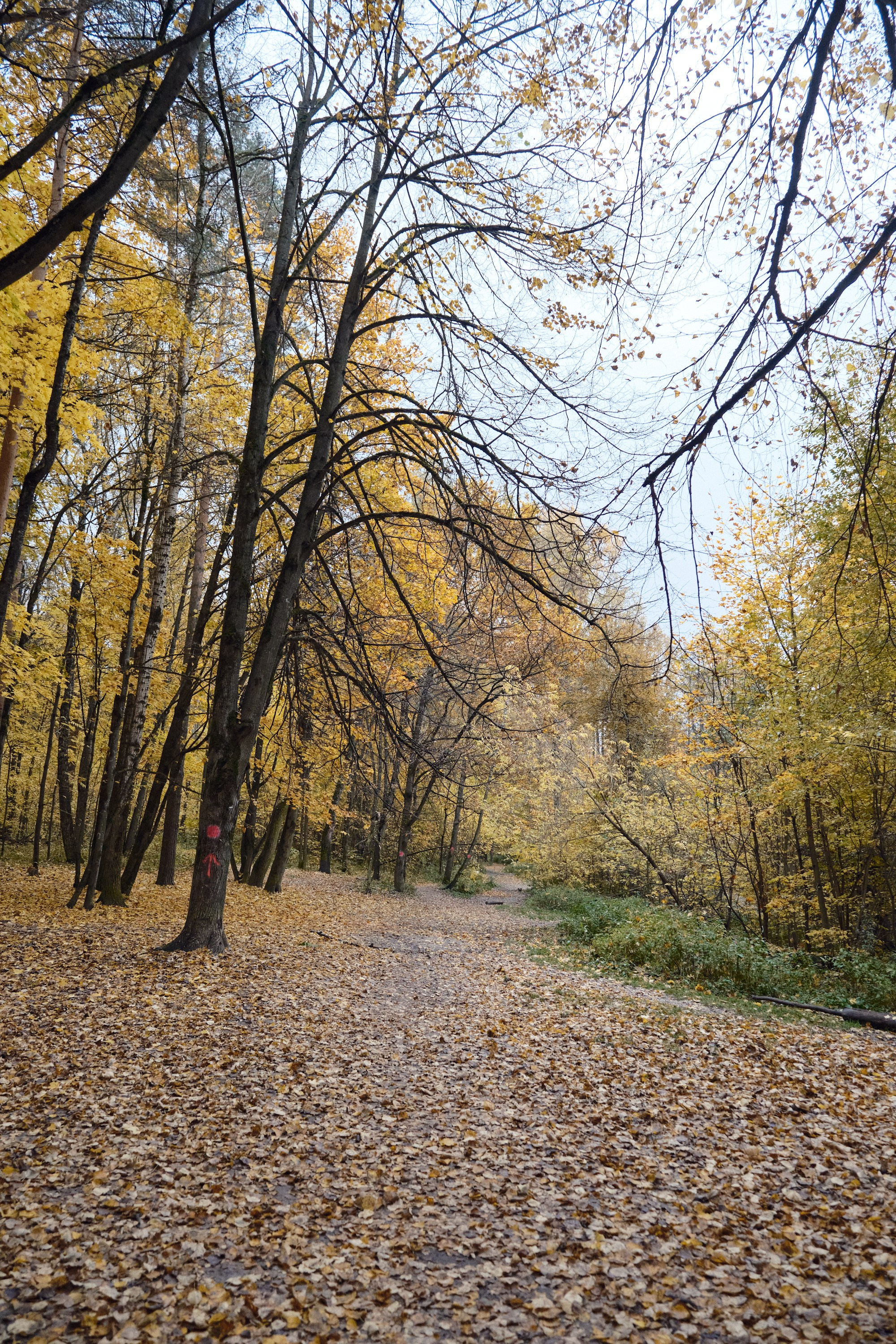 Парк Синичка | Красногорск. Фотографъ Сергѣевъ. Поймать мгновеніе