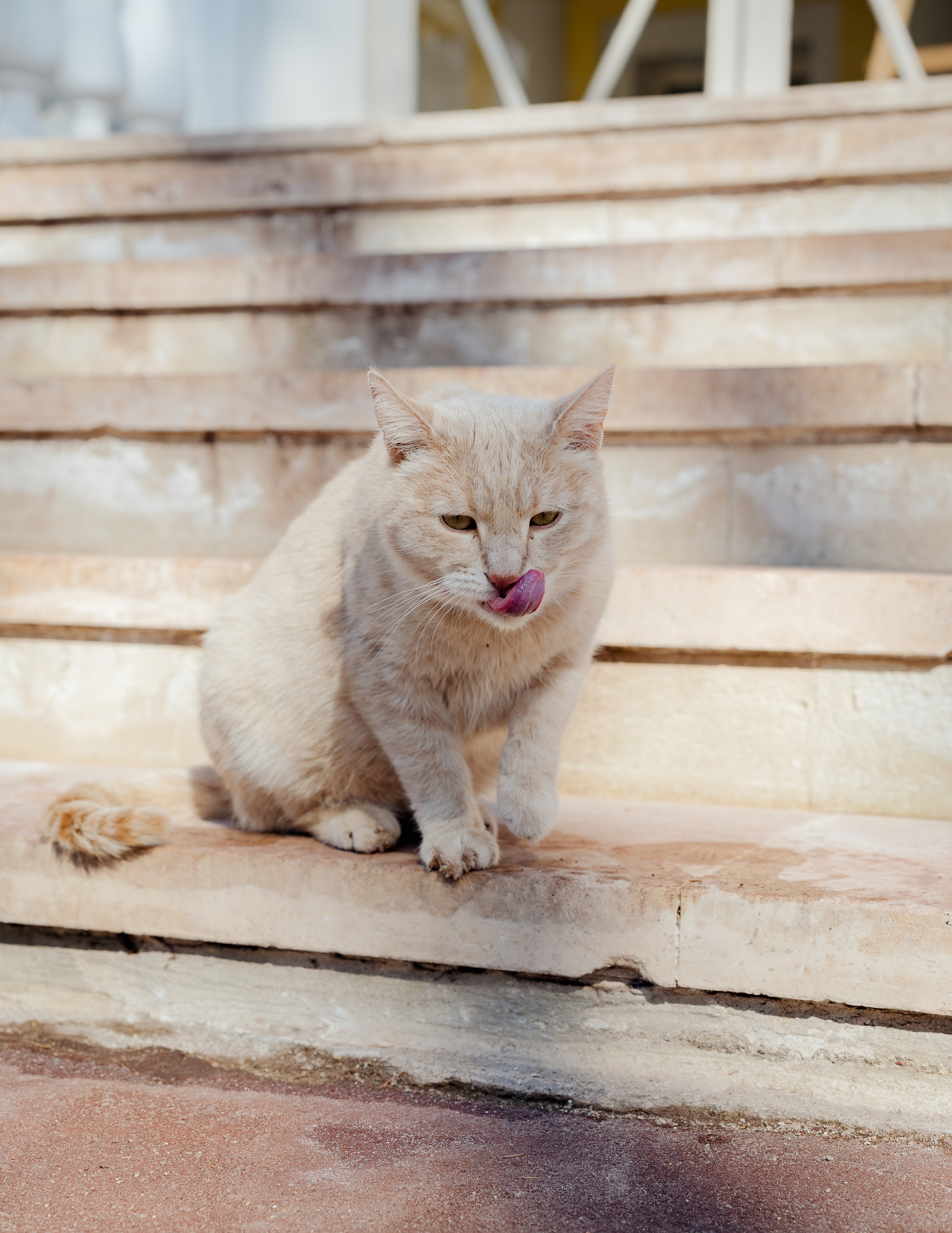 Разные Животные. Портретный и семейный фотограф в Москве/Видное