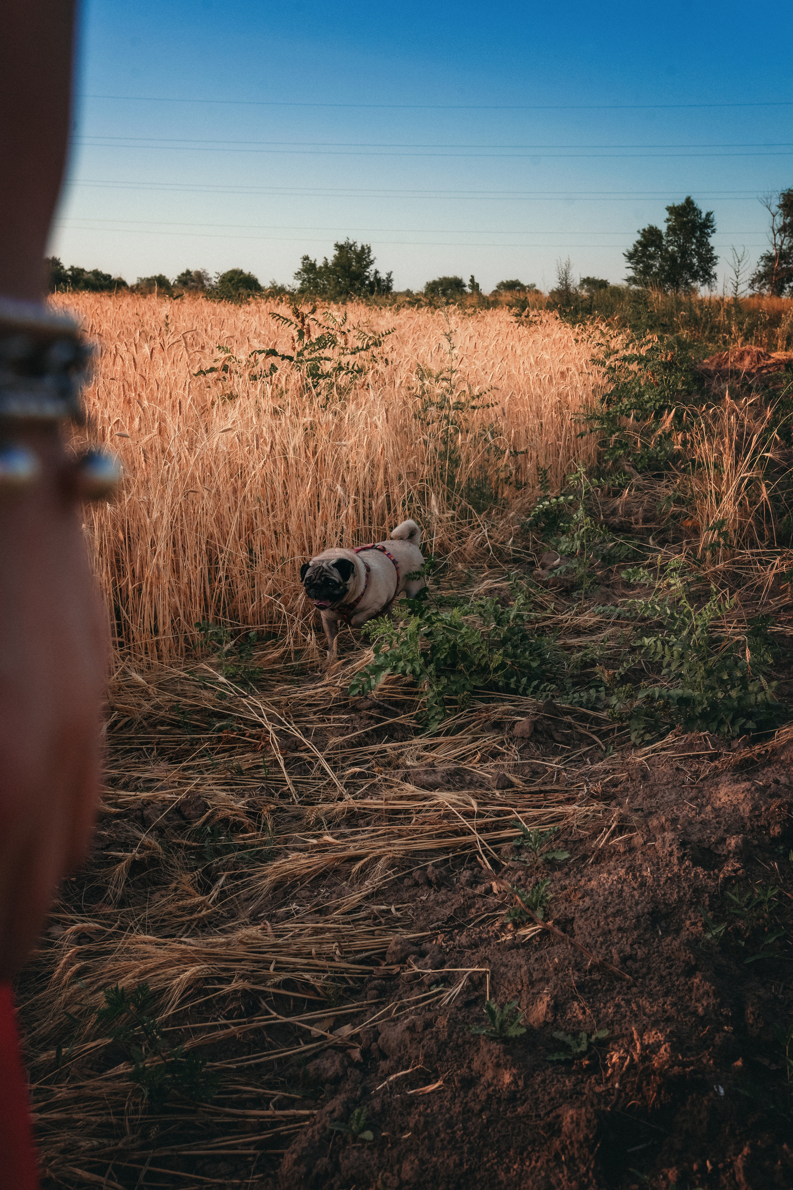 Миша, Настя, Полина и Леша в поле. Семейный фотограф в Алматы Анжелика Али Номан