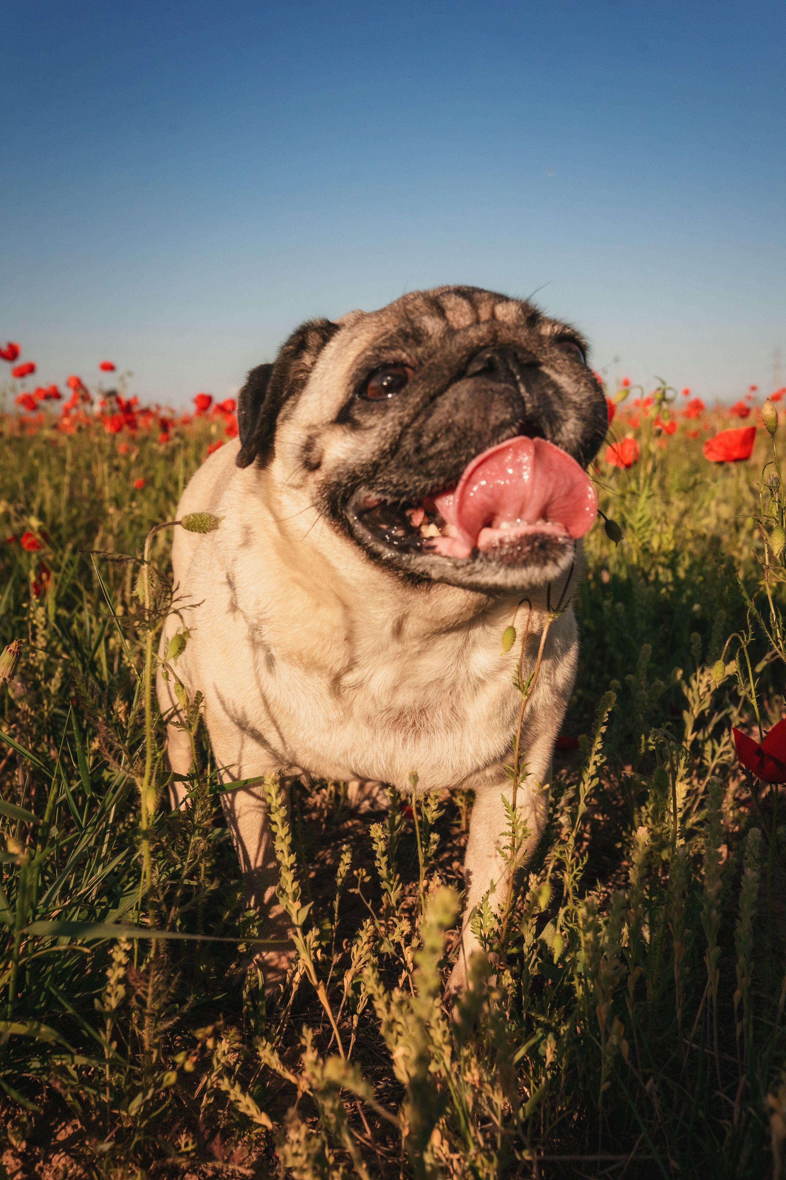 Маки. Семейный фотограф в Алматы Анжелика Али Номан