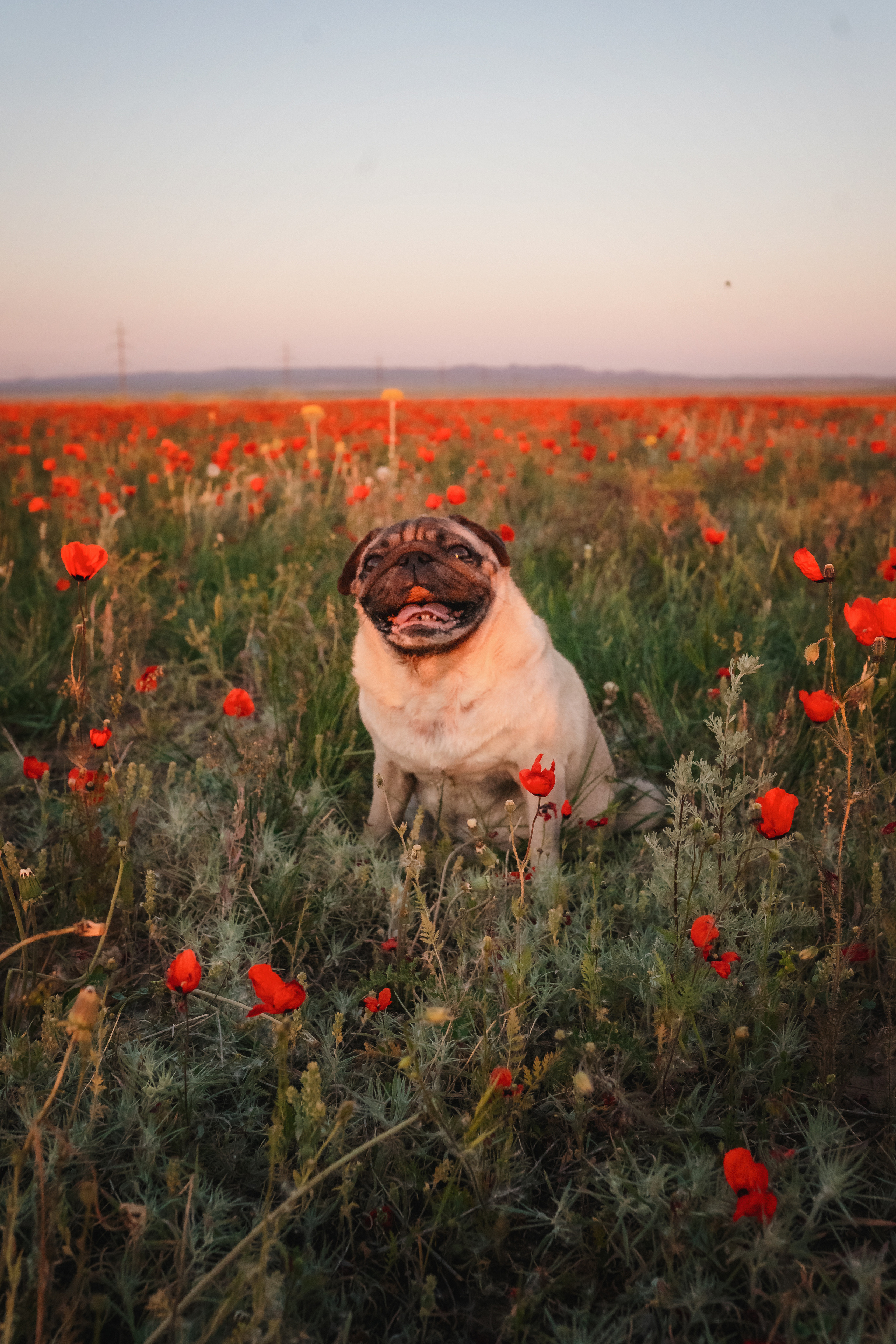Маки. Семейный фотограф в Алматы Анжелика Али Номан