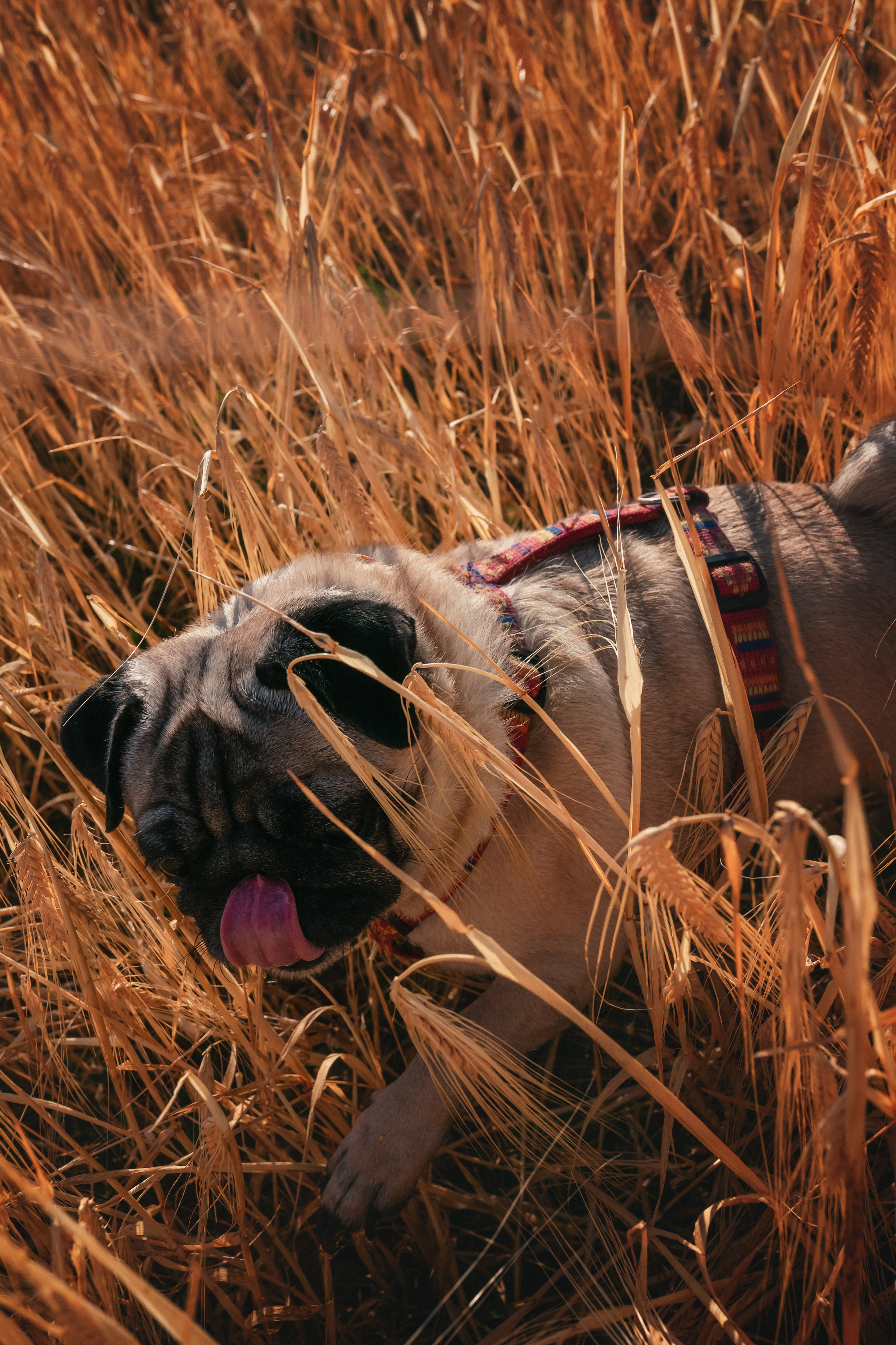 Миша, Настя, Полина и Леша в поле. Семейный фотограф в Алматы Анжелика Али Номан