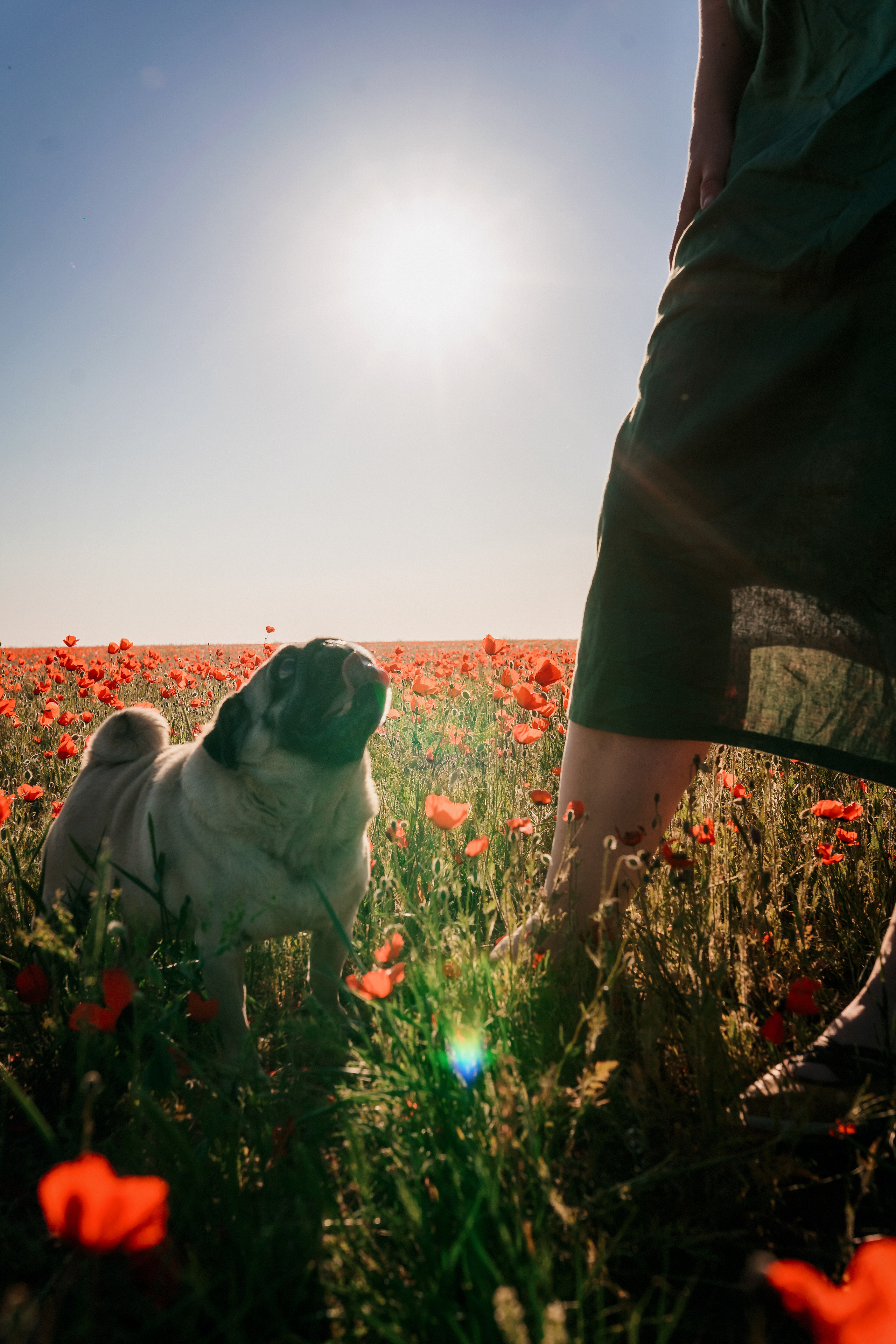 Маки. Семейный фотограф в Алматы Анжелика Али Номан
