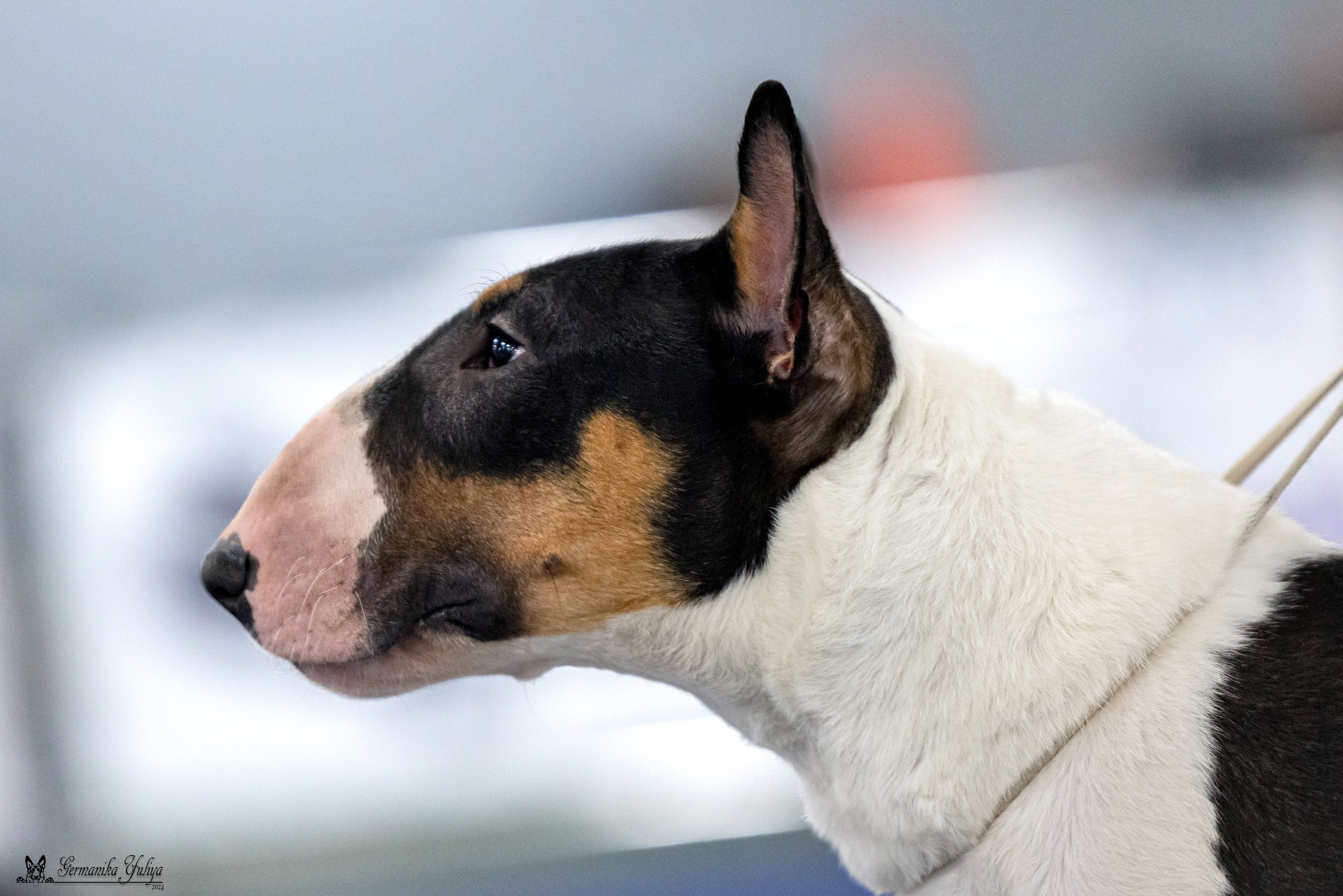 Сфера 28.01. и 4.02.2024. Фотограф-анималист Юлия Германика