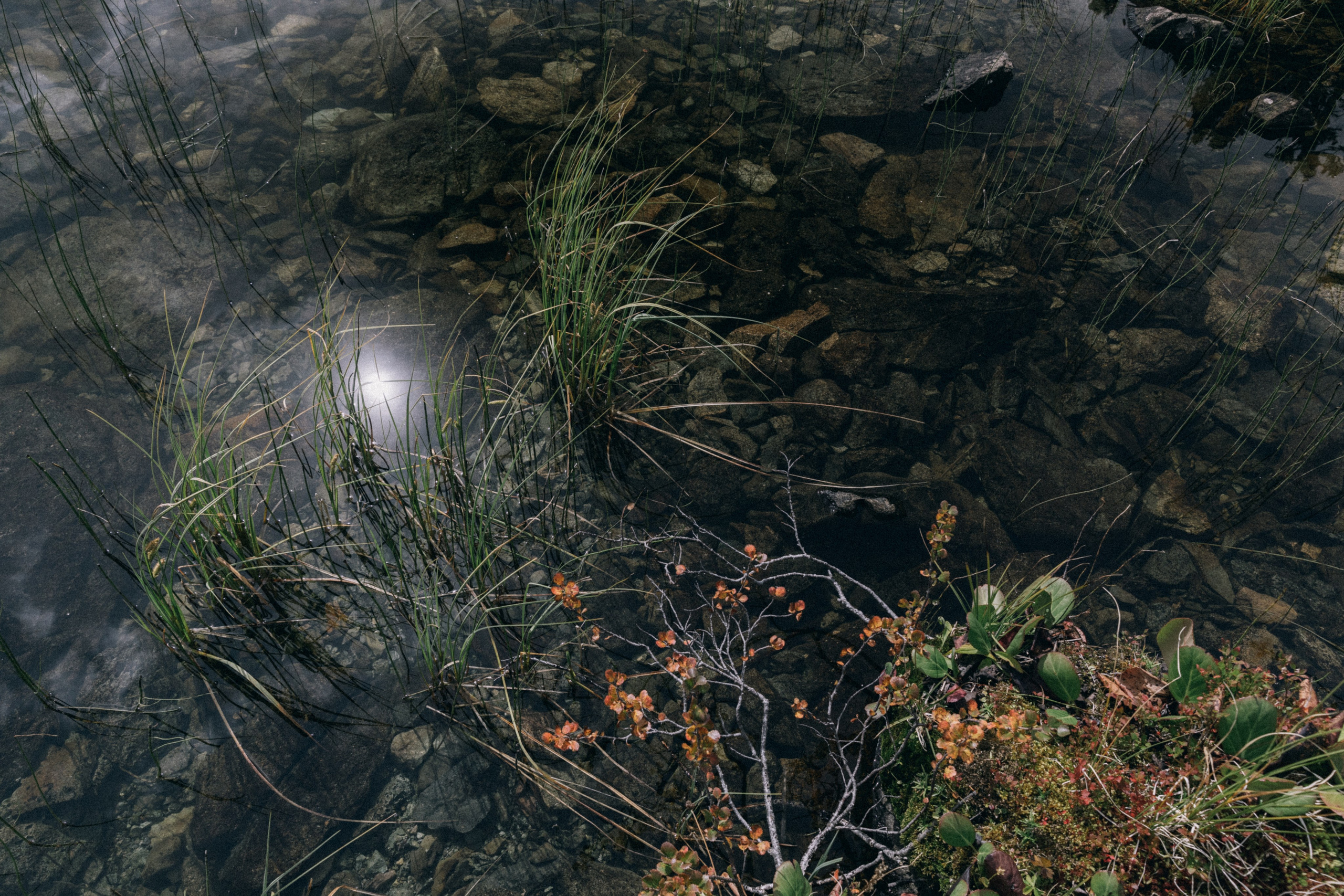 Алтай, природа и эстетика. Александр Чернин. Семейный и событийный фотограф